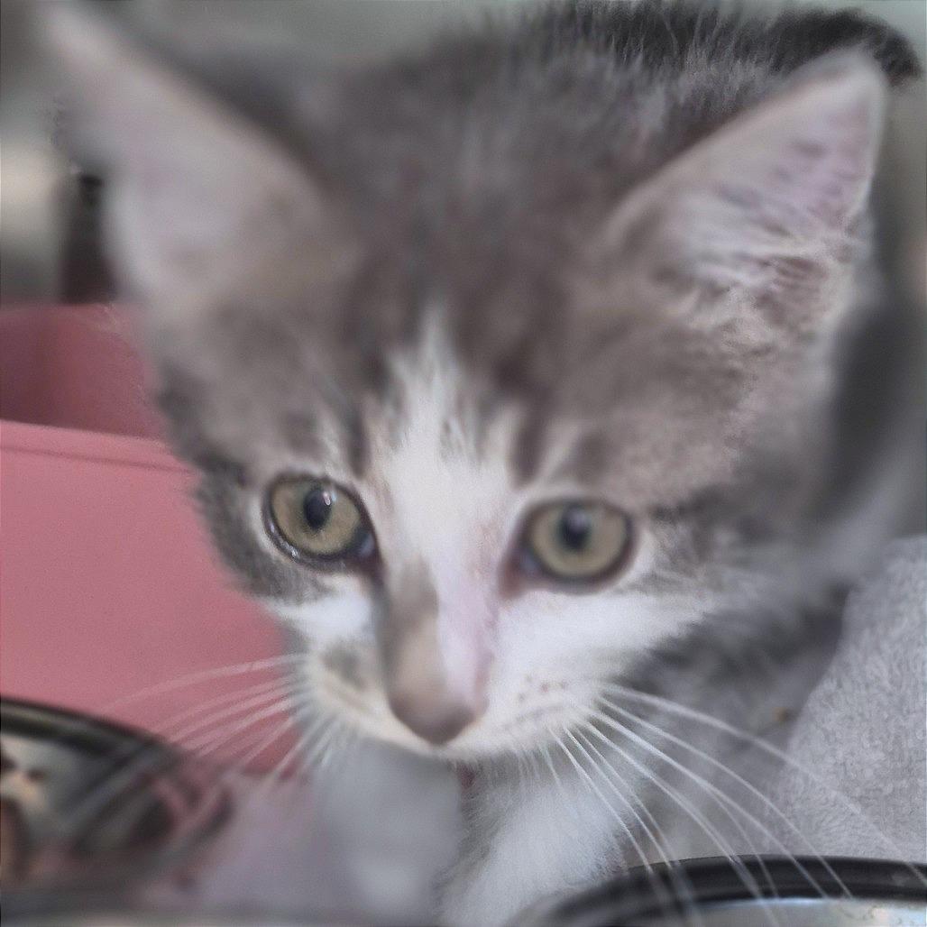 Enlarge Isabella, a Adoptable Domestic Short Hair in Chapel Hill, NC image 2/2