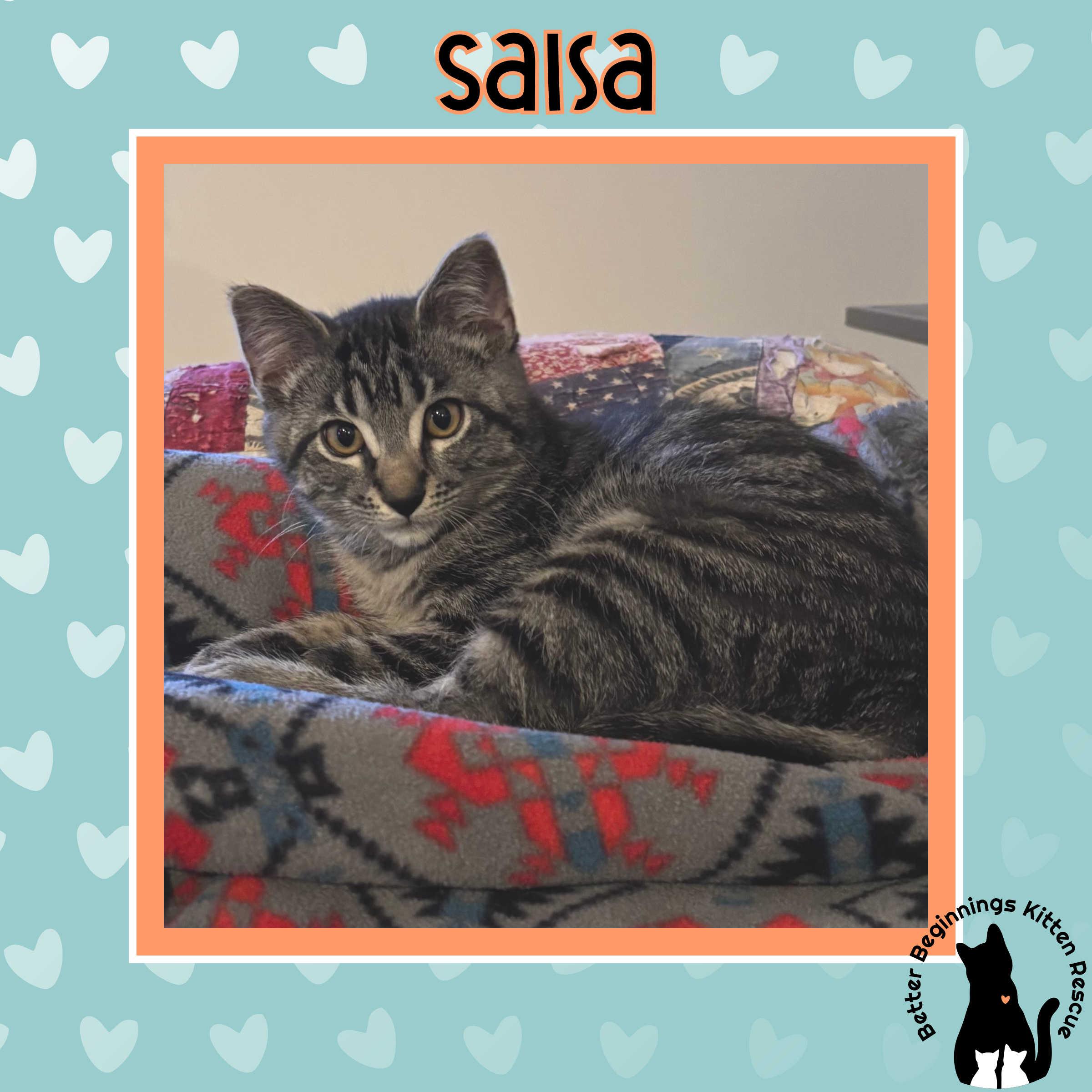 11112025B, Adopted, Young Male Domestic Short Hair.