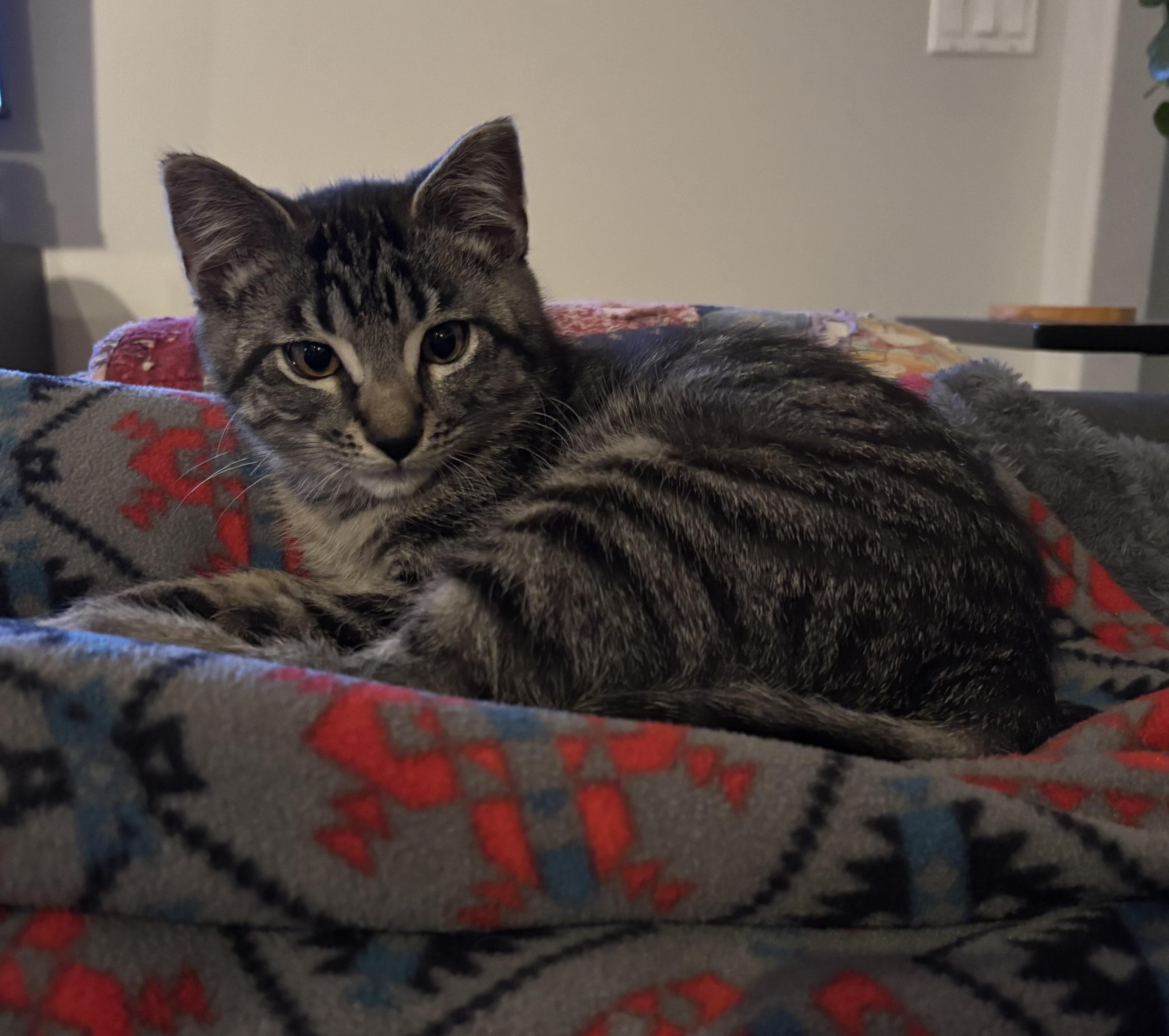 Enlarge 11112025B, a Adopted Domestic Short Hair in Kamloops, BC image 2/5