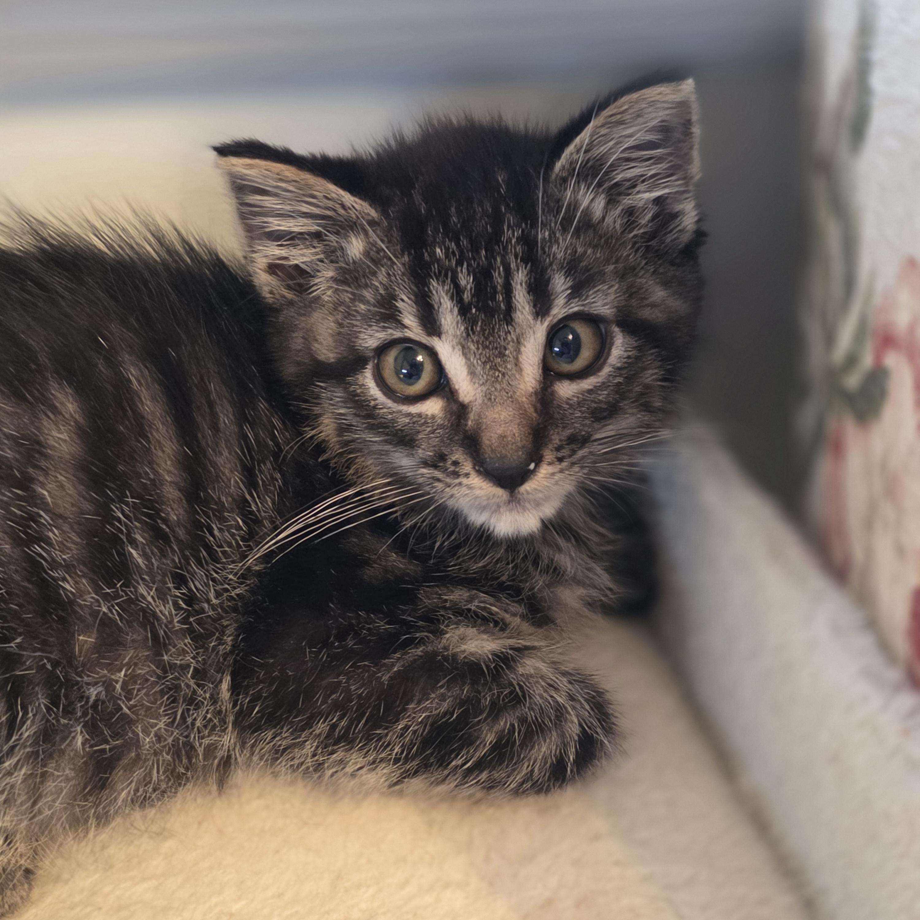 Enlarge 11112025B, a Adopted Domestic Short Hair in Kamloops, BC image 3/5