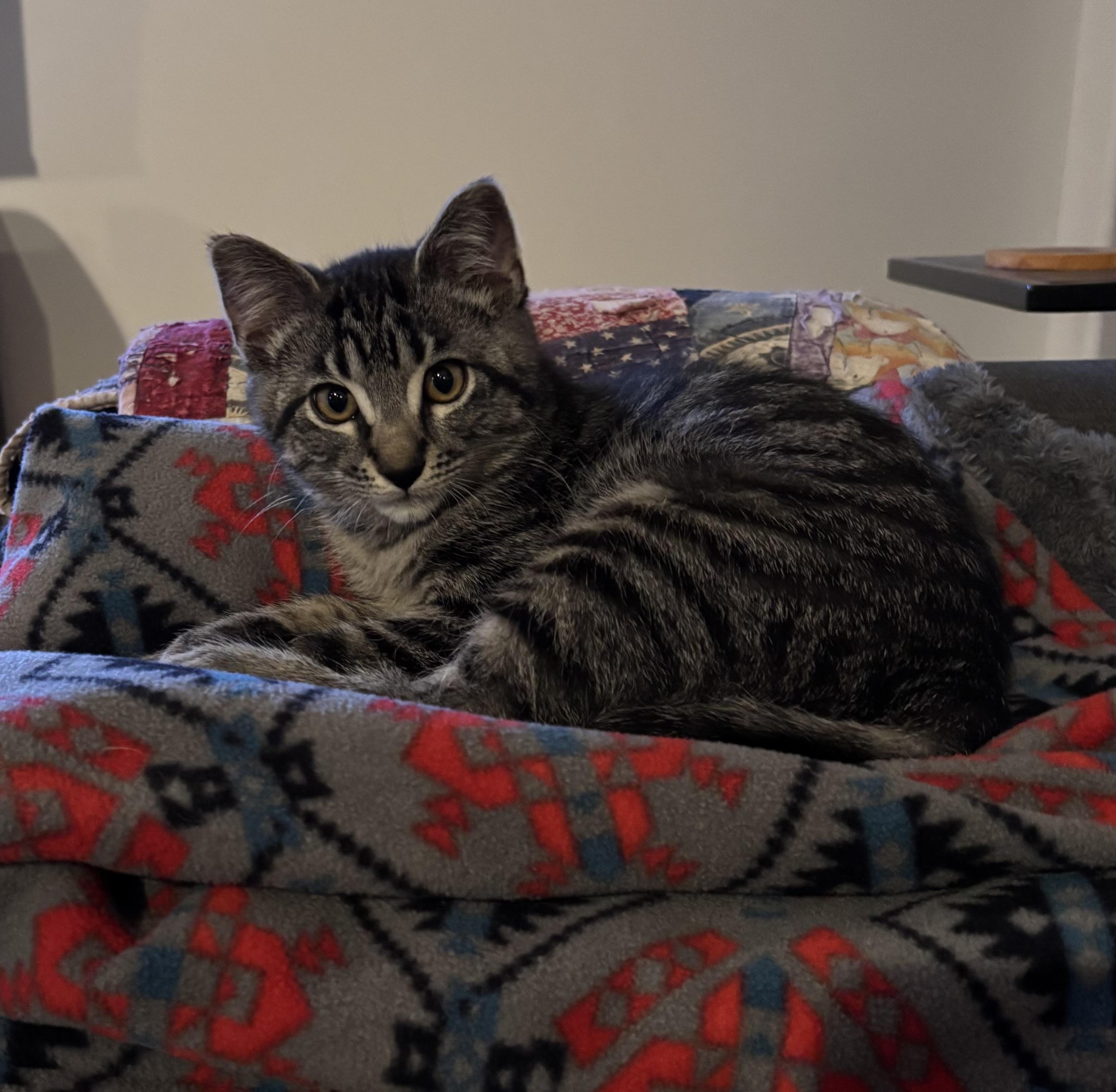 Enlarge 11112025B, a Adopted Domestic Short Hair in Kamloops, BC image 4/5