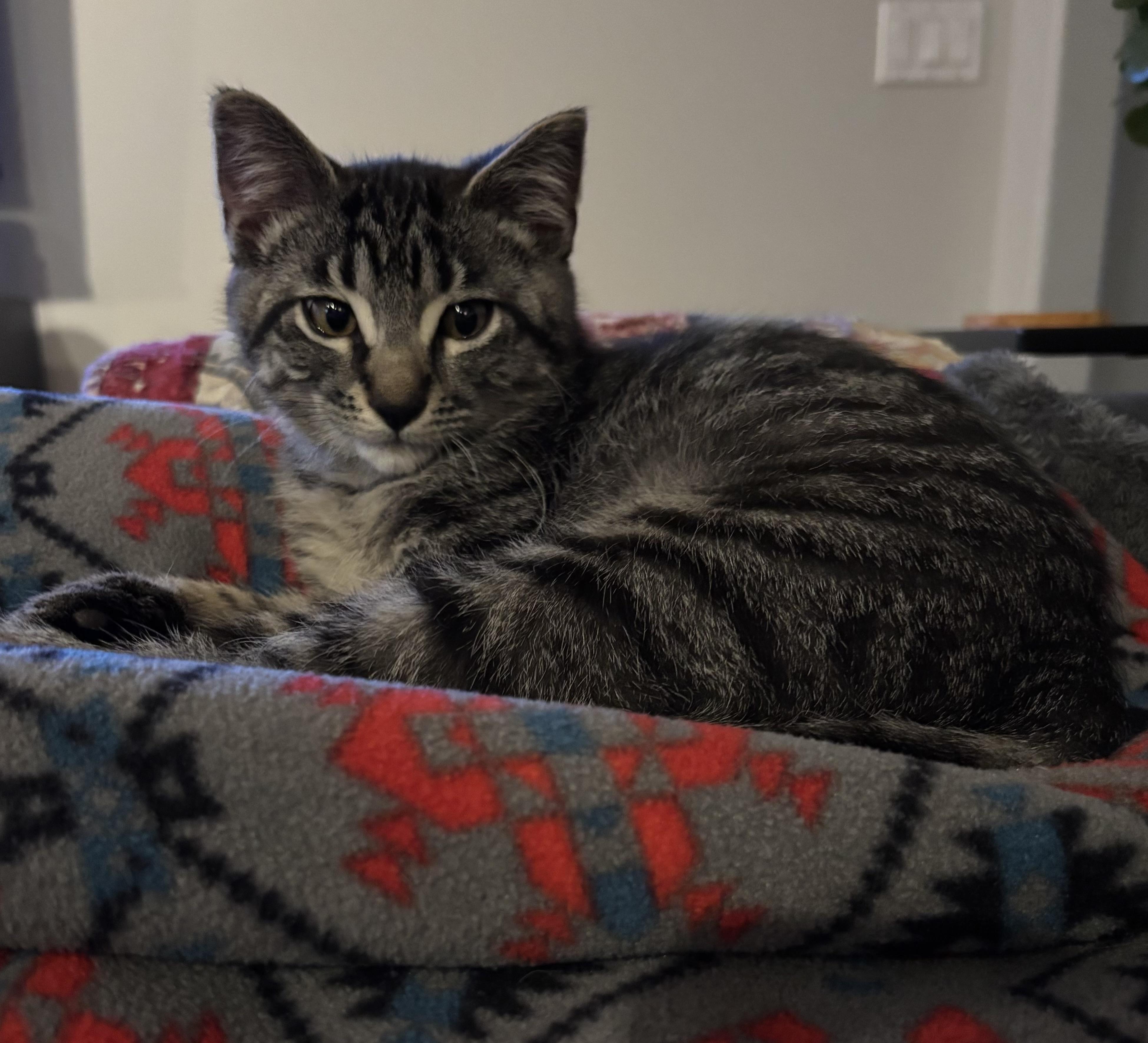 Enlarge 11112025B, a Adopted Domestic Short Hair in Kamloops, BC image 5/5