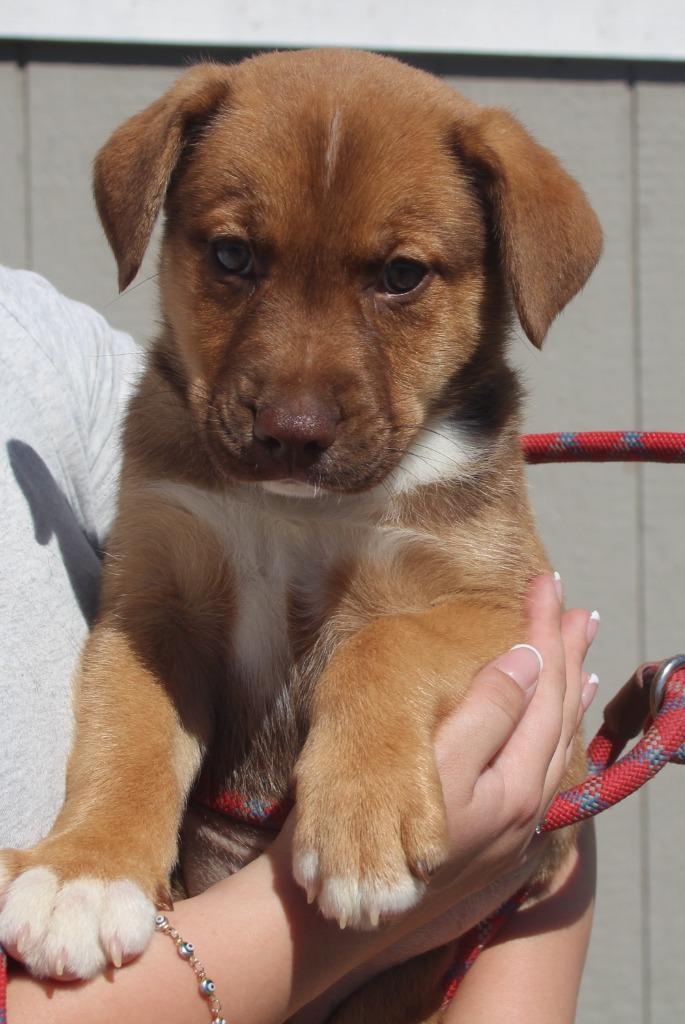 Enlarge Celeste, a Adoptable mixed breed in Vacaville, CA image 1/1