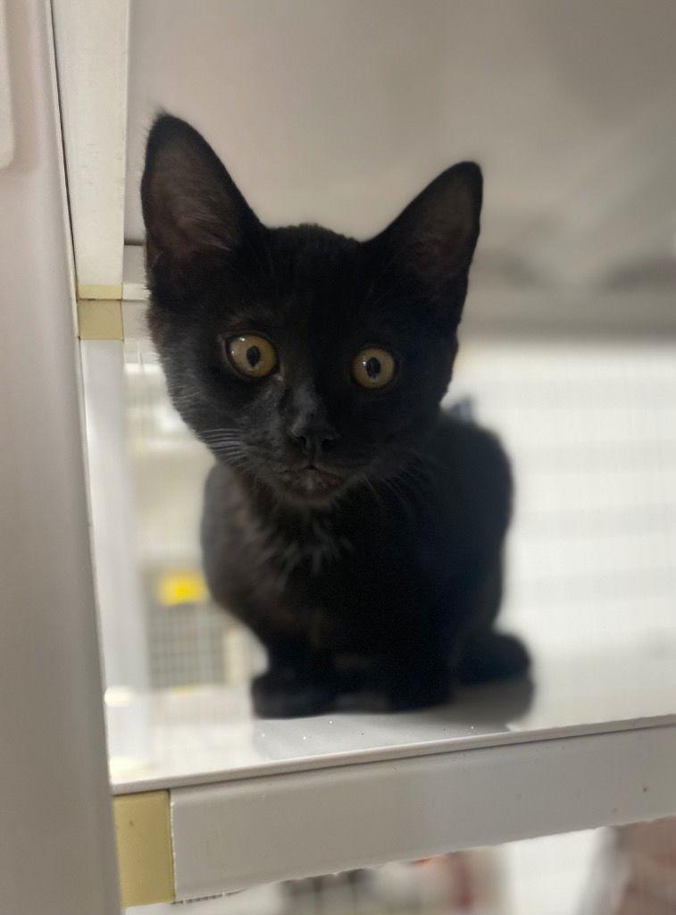 25-08 Heratio, Adoptable, Young Male Domestic Short Hair.