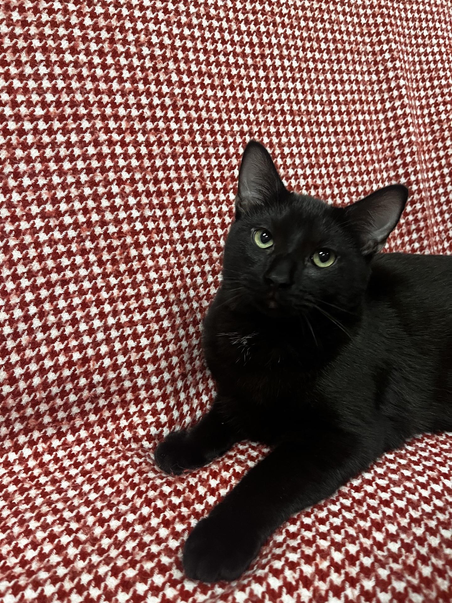 Enlarge Tigger, a Adoptable Domestic Short Hair in Pueblo, CO image 2/2