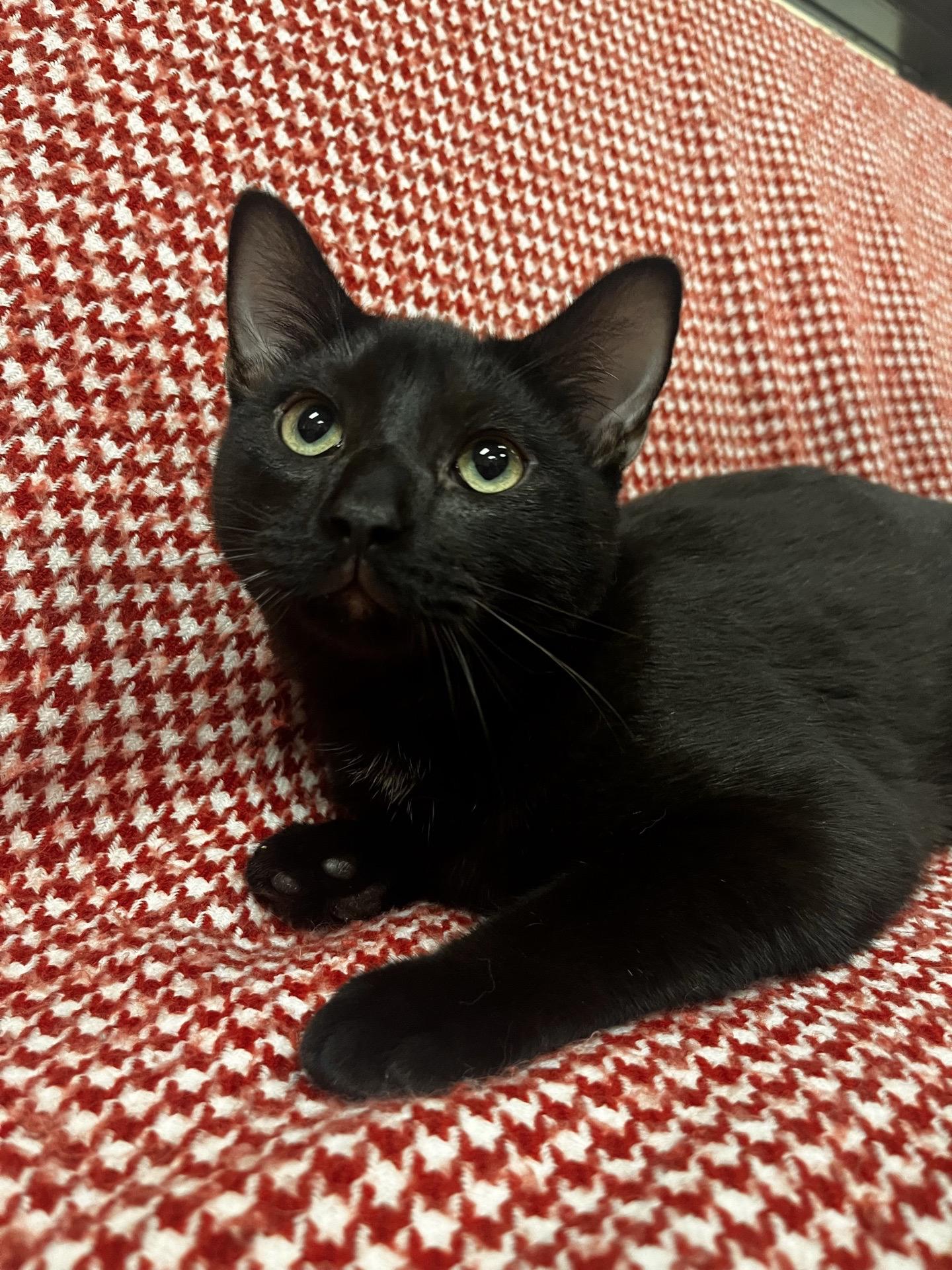 Enlarge Tigger, a Adoptable Domestic Short Hair in Pueblo, CO image 1/2