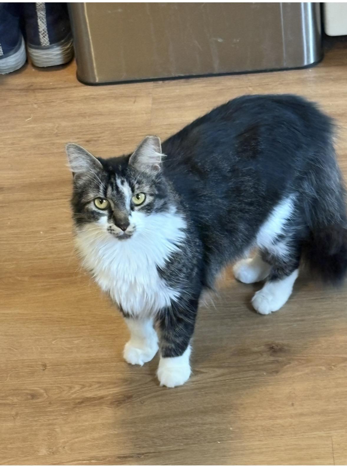 Enlarge Marcie, a ADOPTABLE Domestic Long Hair in Cleveland, OH image 2/5