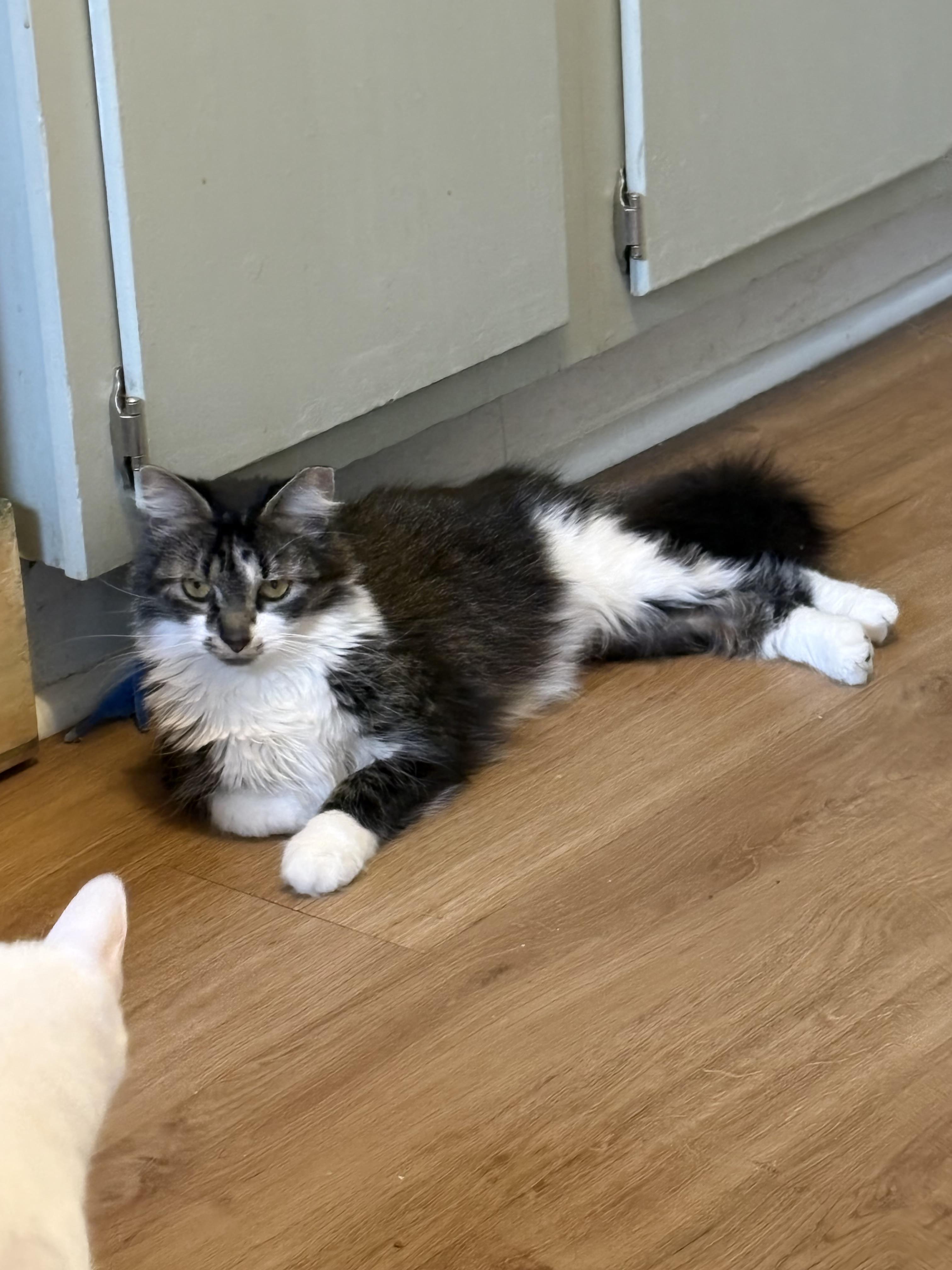 Enlarge Marcie, a ADOPTABLE Domestic Long Hair in Cleveland, OH image 5/5