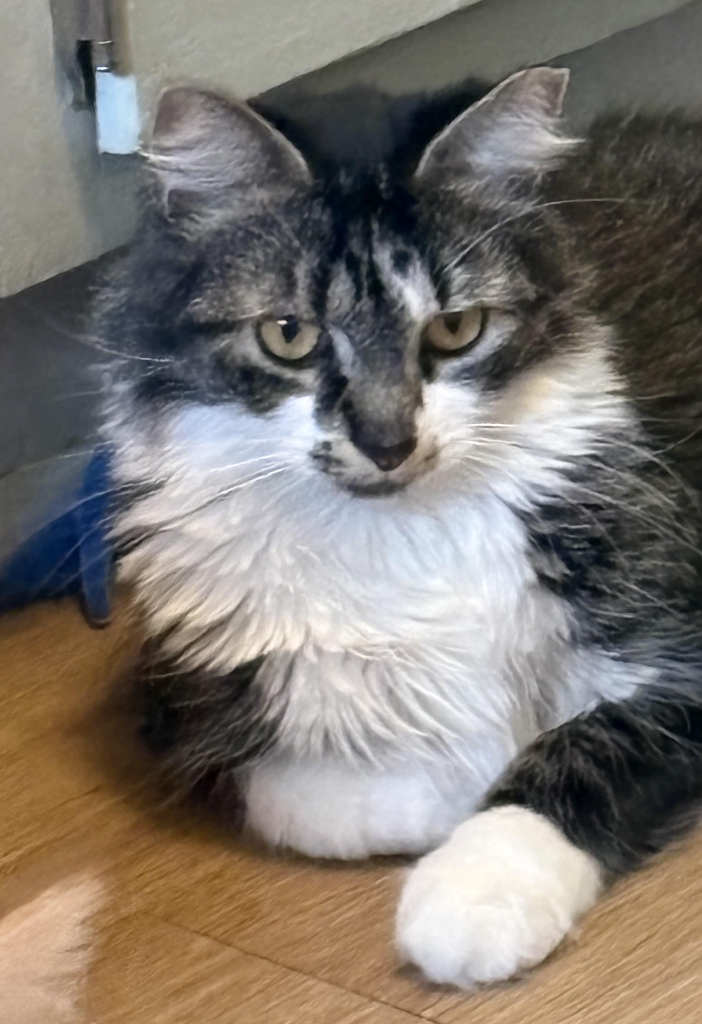 Marcie, ADOPTABLE, Young Female Domestic Long Hair.