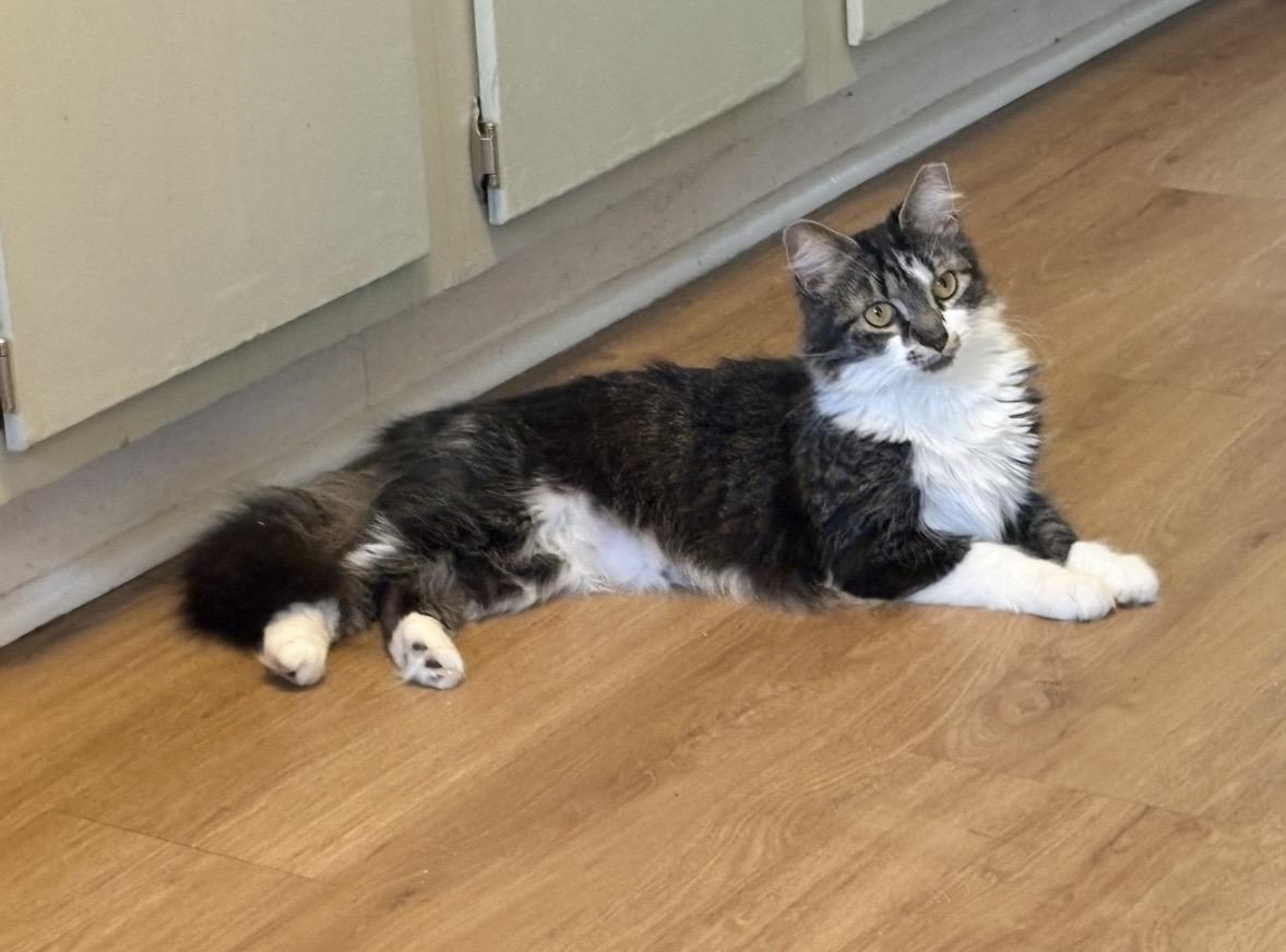 Enlarge Marcie, a ADOPTABLE Domestic Long Hair in Cleveland, OH image 3/5
