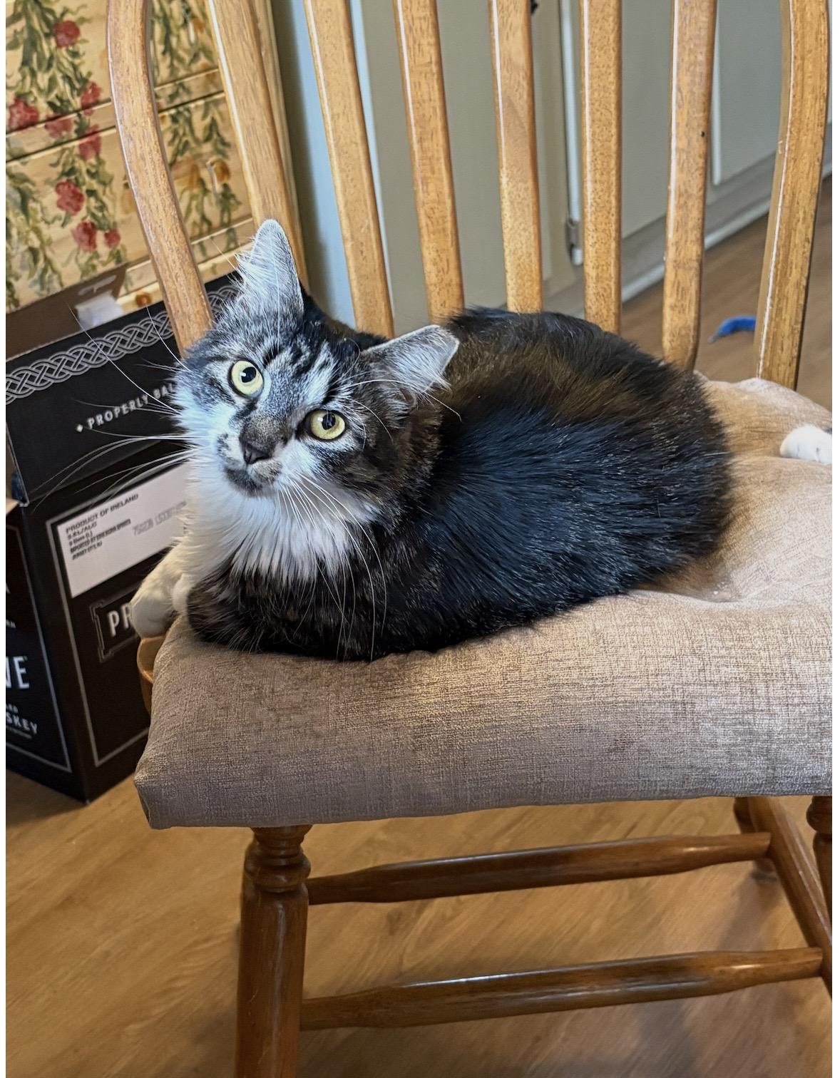 Enlarge Marcie, a ADOPTABLE Domestic Long Hair in Cleveland, OH image 4/5