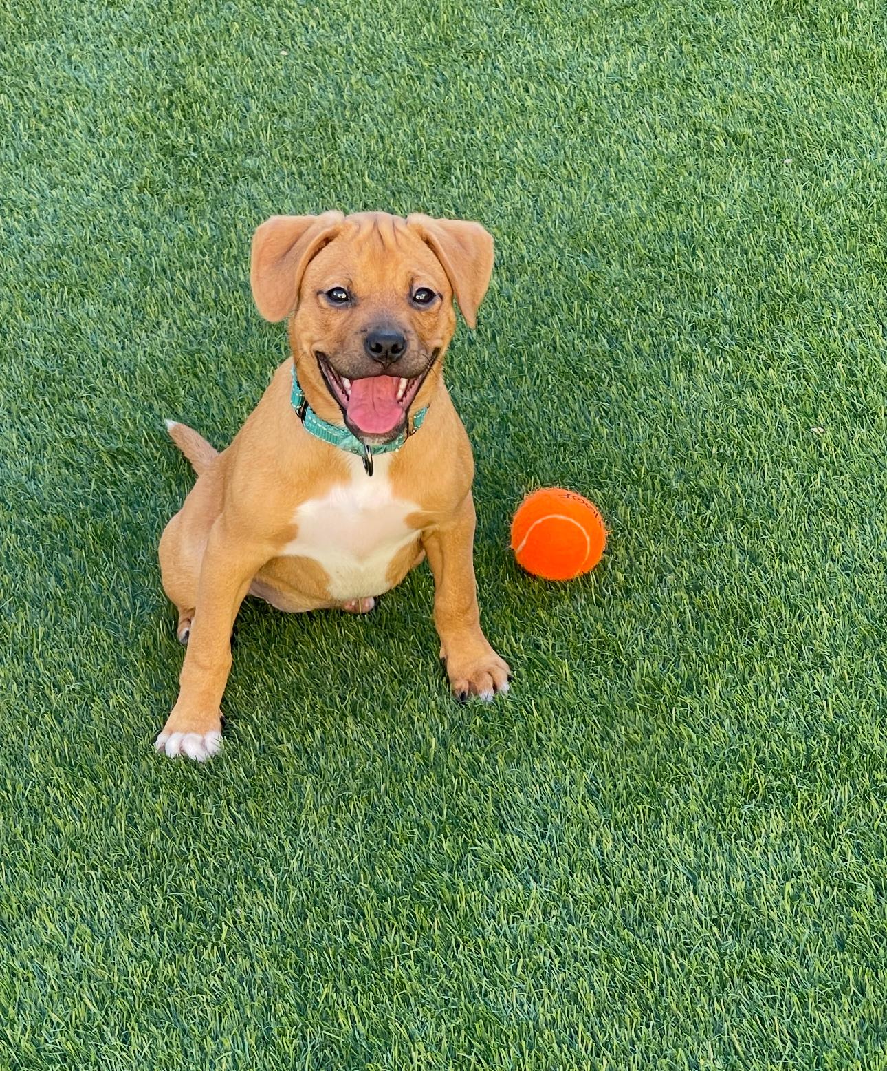 Juniper, Adopted, Young Female Puggle.