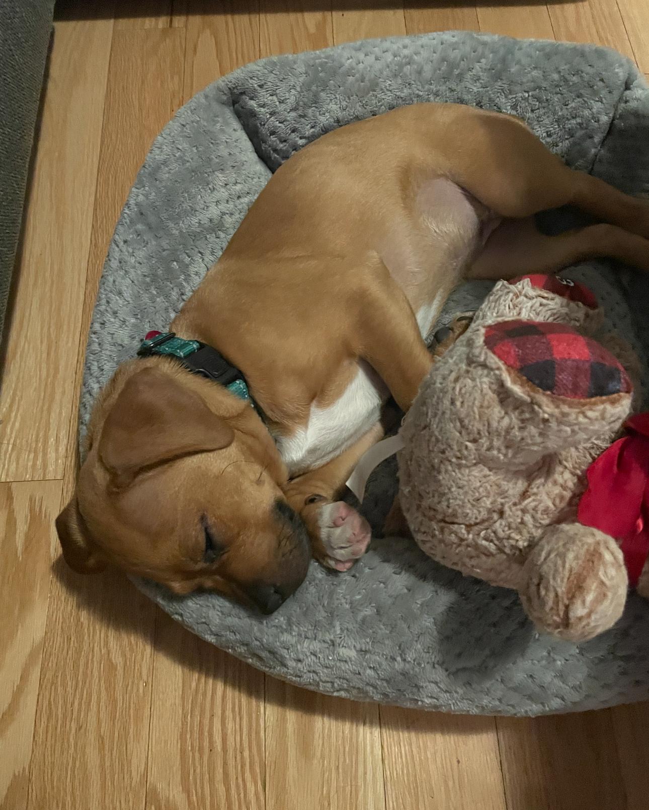 Enlarge Juniper, a Adopted mixed breed in Beverly Hills, CA image 2/5