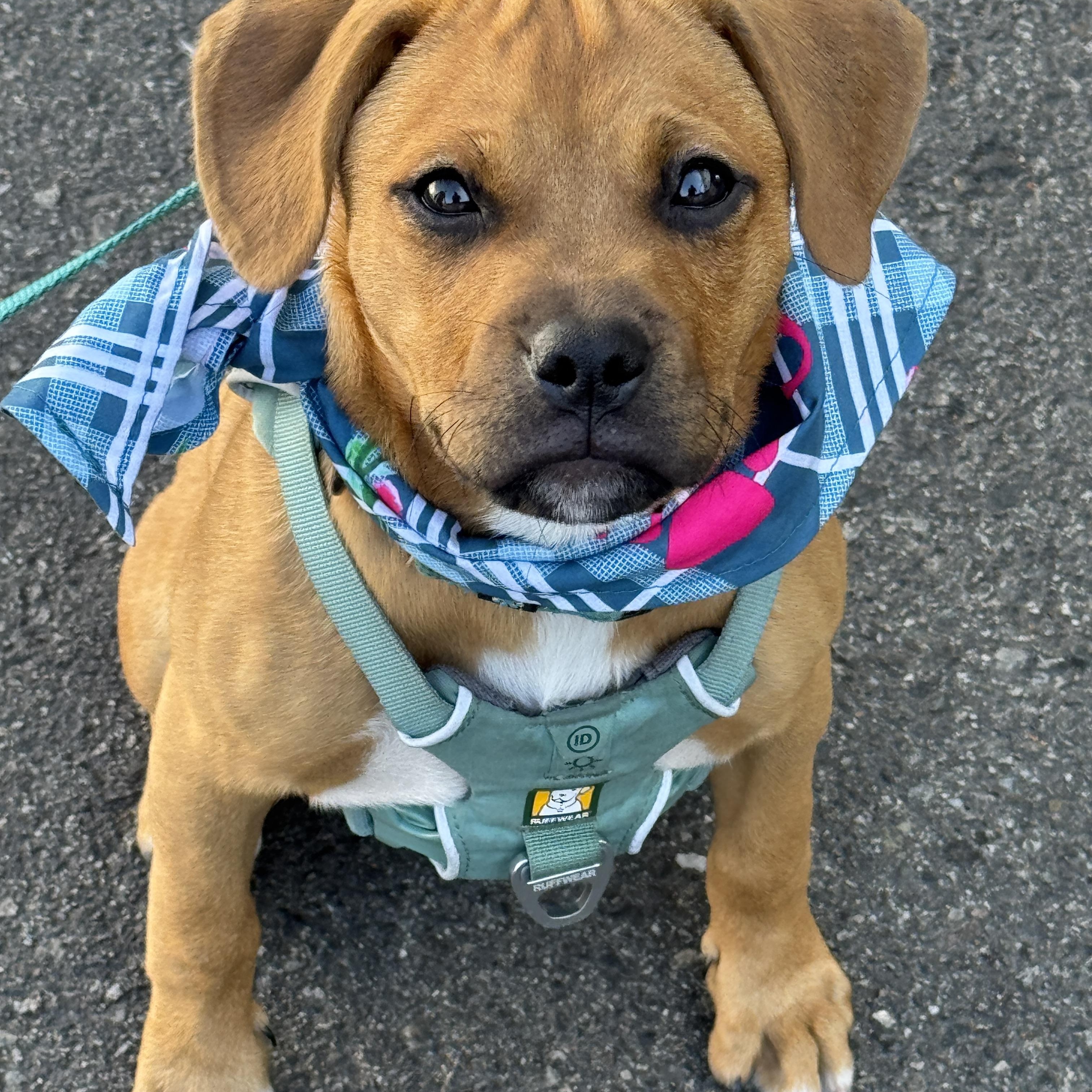 Enlarge Juniper, a Adopted mixed breed in Beverly Hills, CA image 3/5