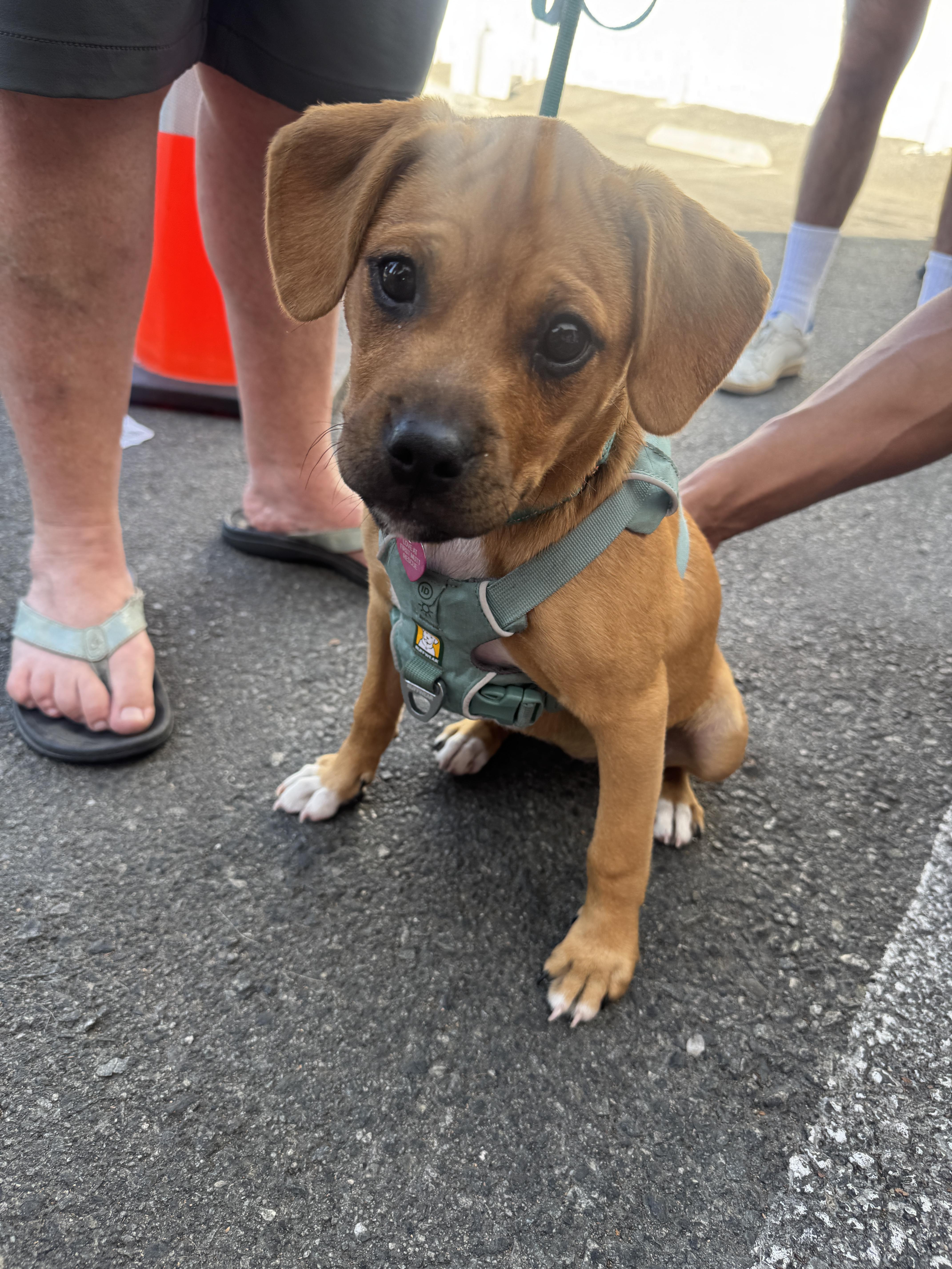 Enlarge Juniper, a Adopted mixed breed in Beverly Hills, CA image 4/5