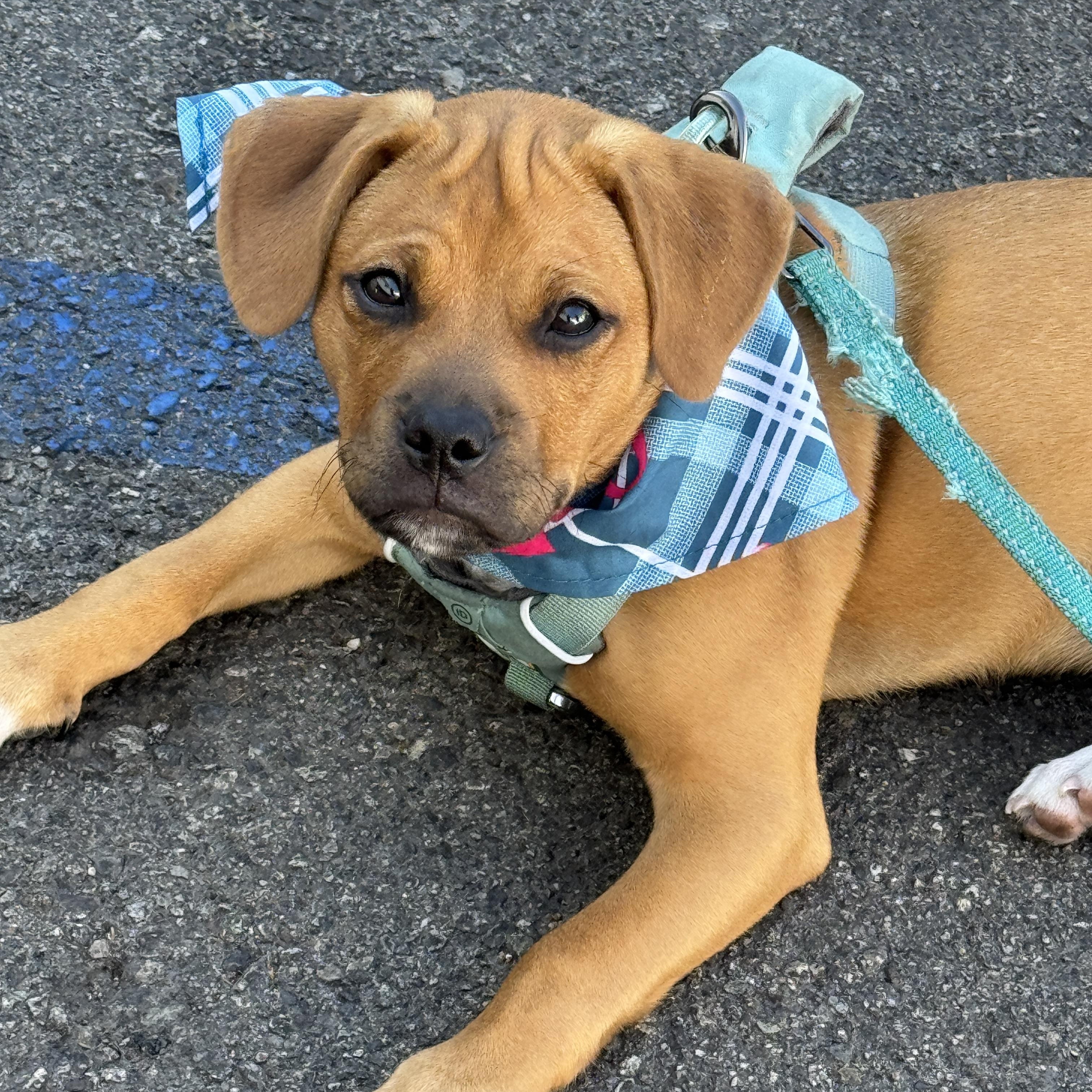 Enlarge Juniper, a Adopted mixed breed in Beverly Hills, CA image 5/5