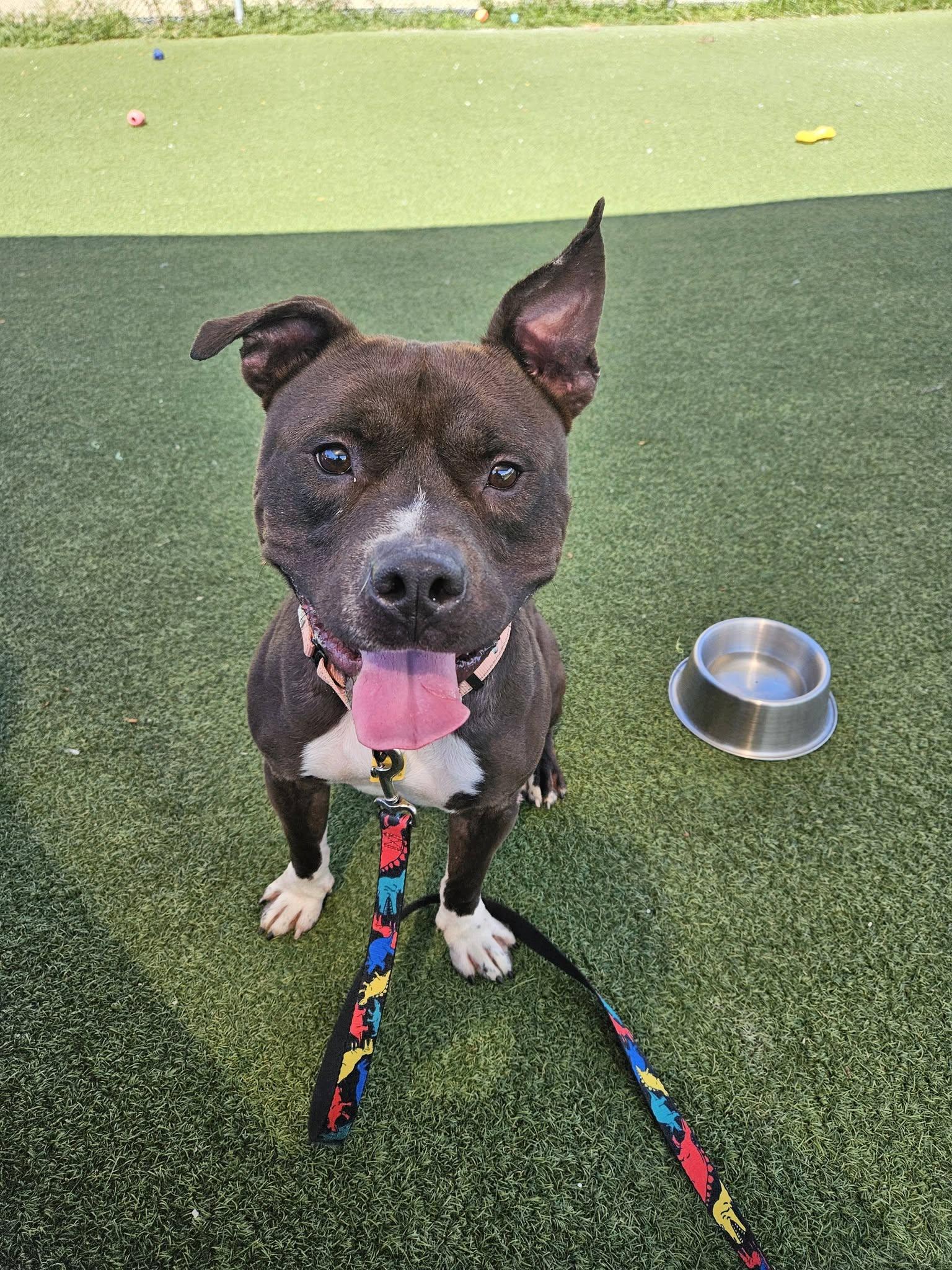 Lorenzo, Adoptable, Young Male Pit Bull Terrier.