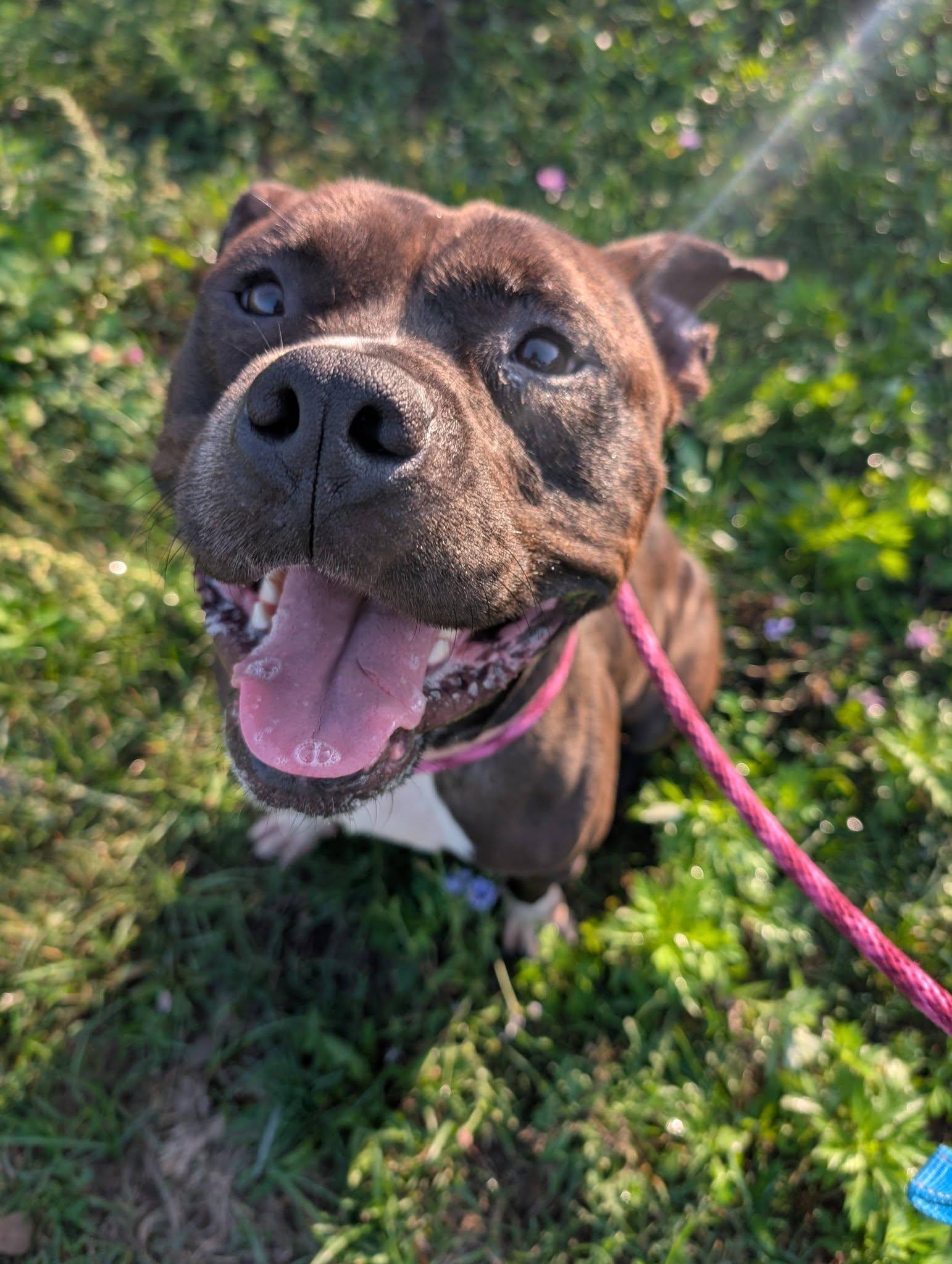 Enlarge Lorenzo, a Adoptable mixed breed in Cleveland, OH image 4/6
