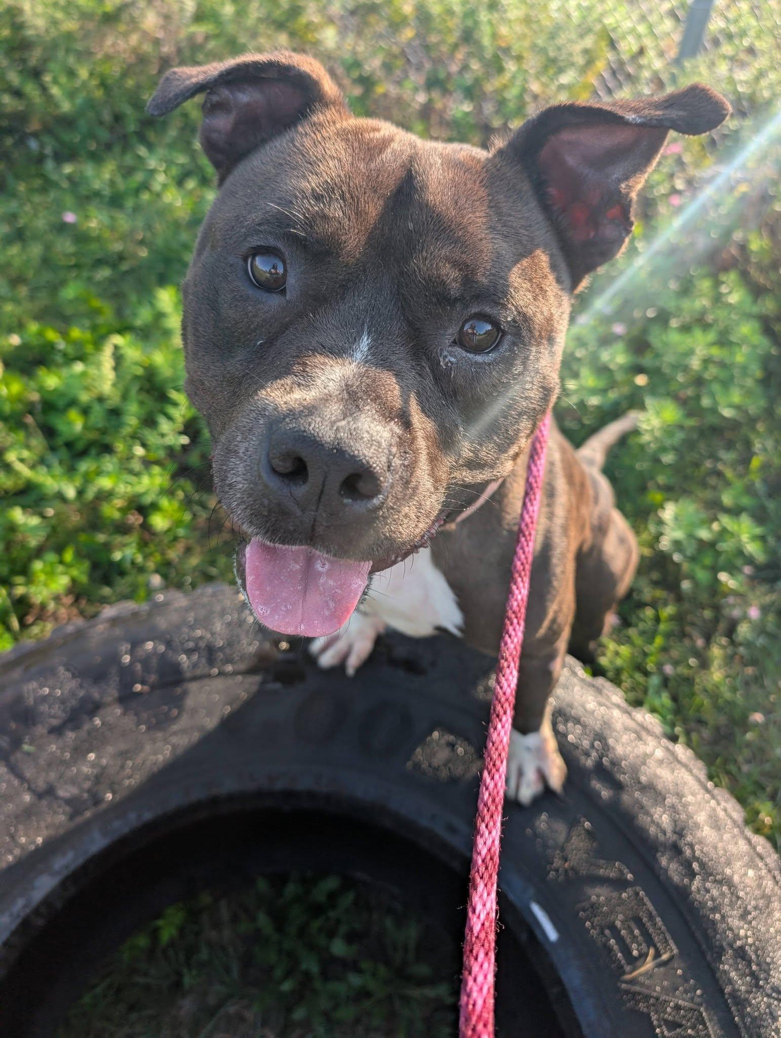 Enlarge Lorenzo, a Adoptable mixed breed in Cleveland, OH image 5/6