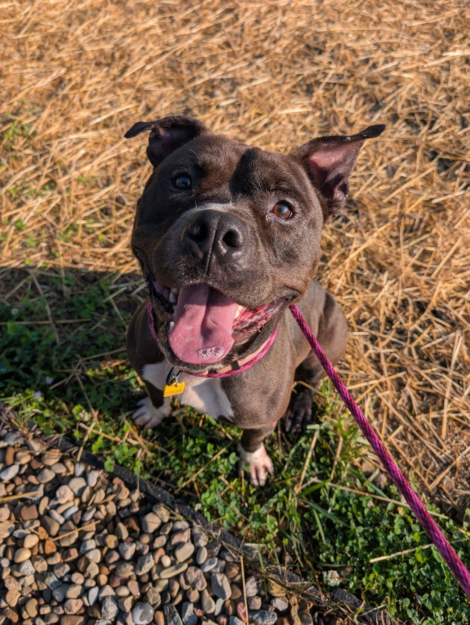 Enlarge Lorenzo, a Adoptable mixed breed in Cleveland, OH image 6/6