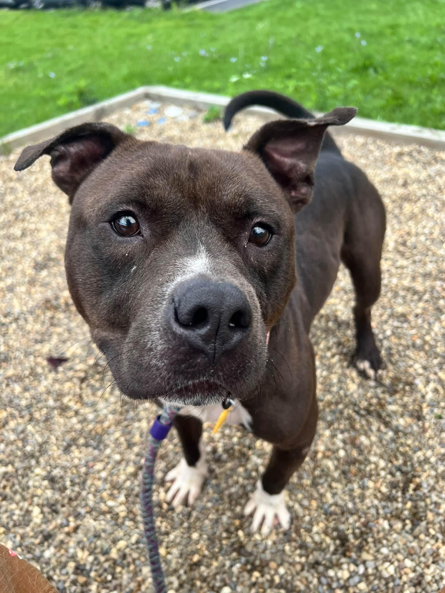 Enlarge Lorenzo, a Adoptable mixed breed in Cleveland, OH image 3/6