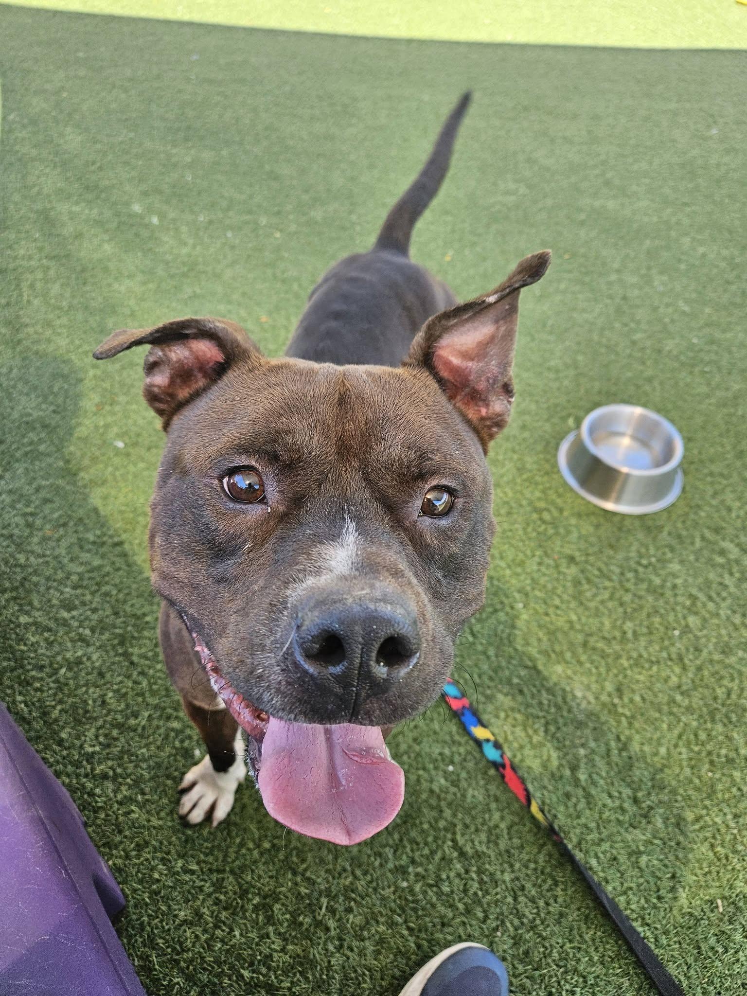 Enlarge Lorenzo, a Adoptable mixed breed in Cleveland, OH image 2/6