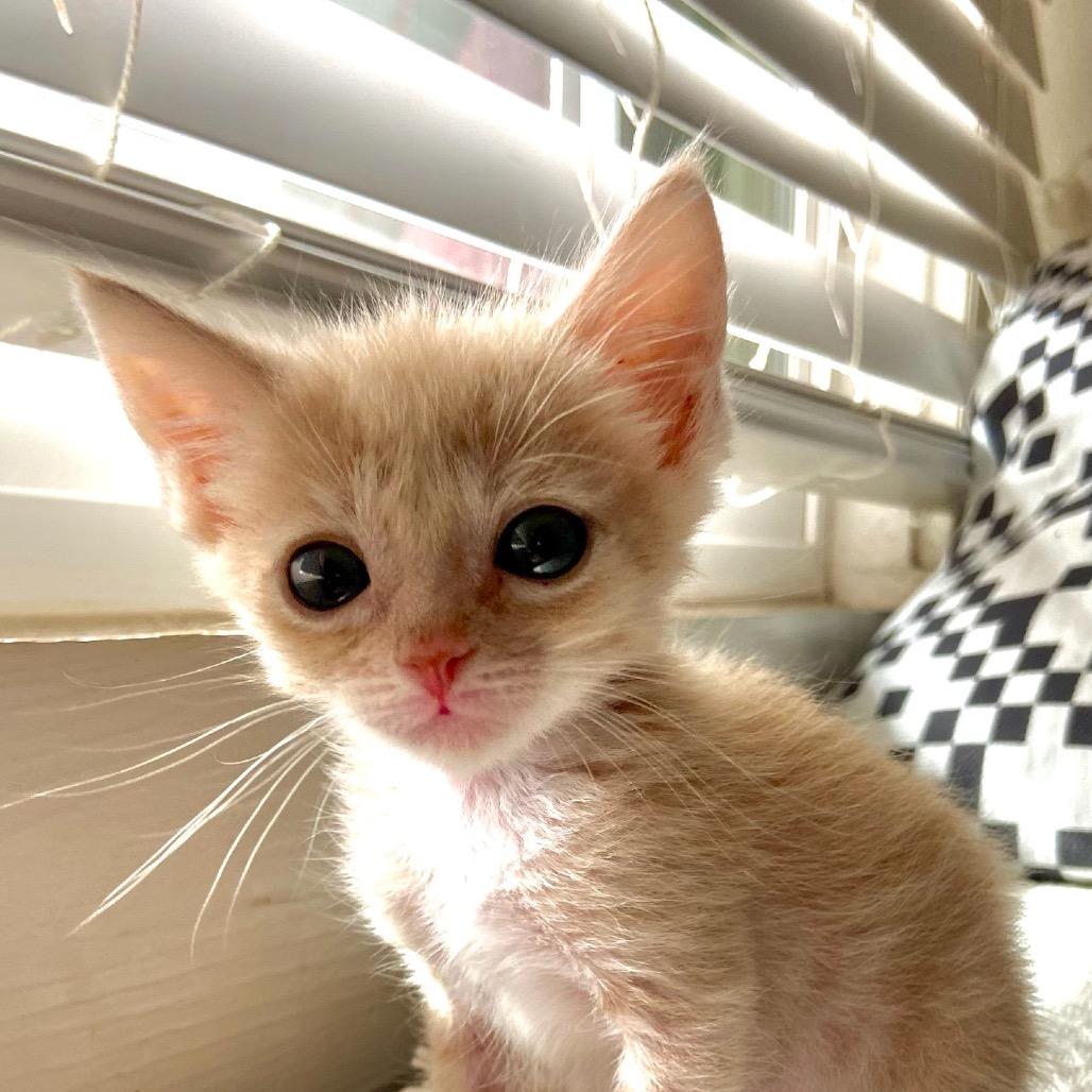 Rumi, Adoptable, Kitten Female Domestic Short Hair.