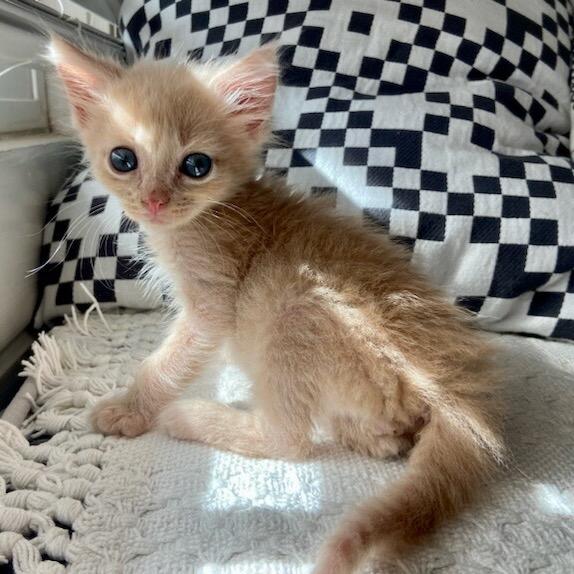 Rumi, a Adoptable Domestic Short Hair in Tucson, AZ image 2/3