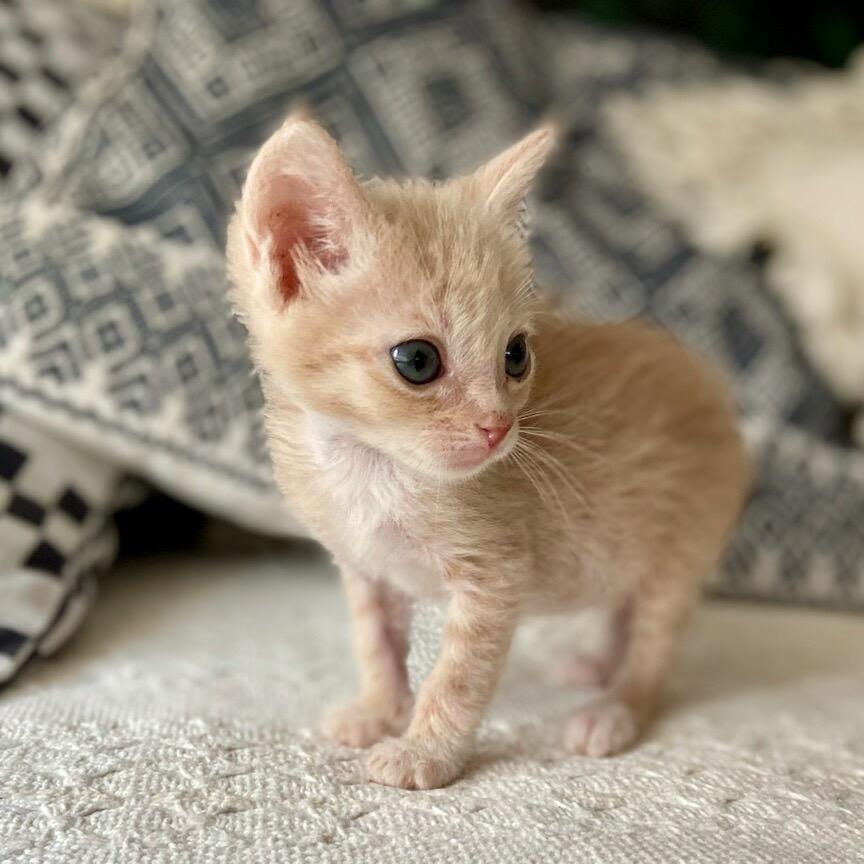 Rumi, a Adoptable Domestic Short Hair in Tucson, AZ image 3/3