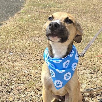 Enlarge Stimpy, a Adoptable Shepherd in Lake Hopatcong, NJ image 1/2