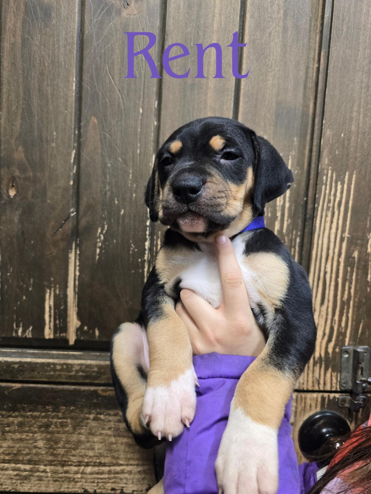 Rent, adopted, Puppy Female Mixed Breed.