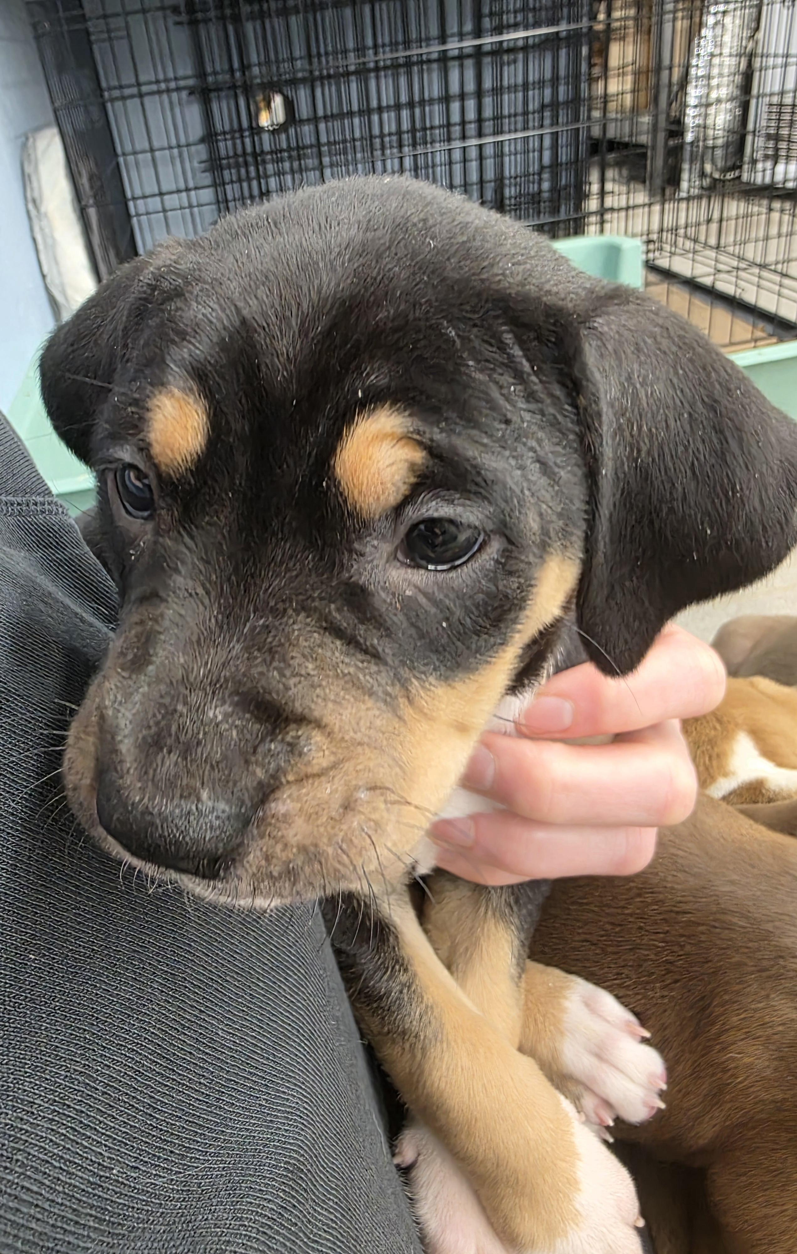 Enlarge Rent, an adopted Mixed Breed in Wayne, NJ image 2/5