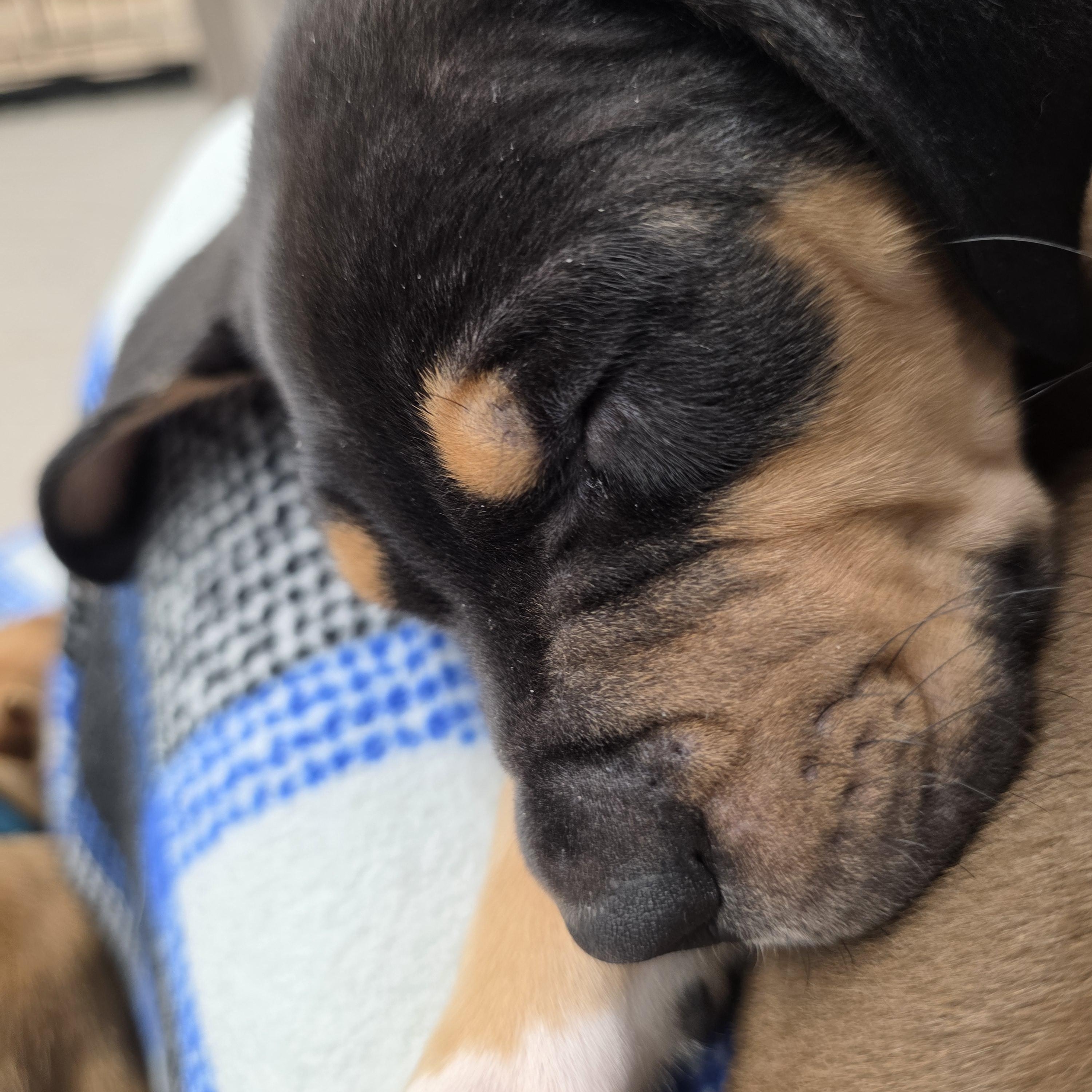 Enlarge Rent, an adopted Mixed Breed in Wayne, NJ image 4/5