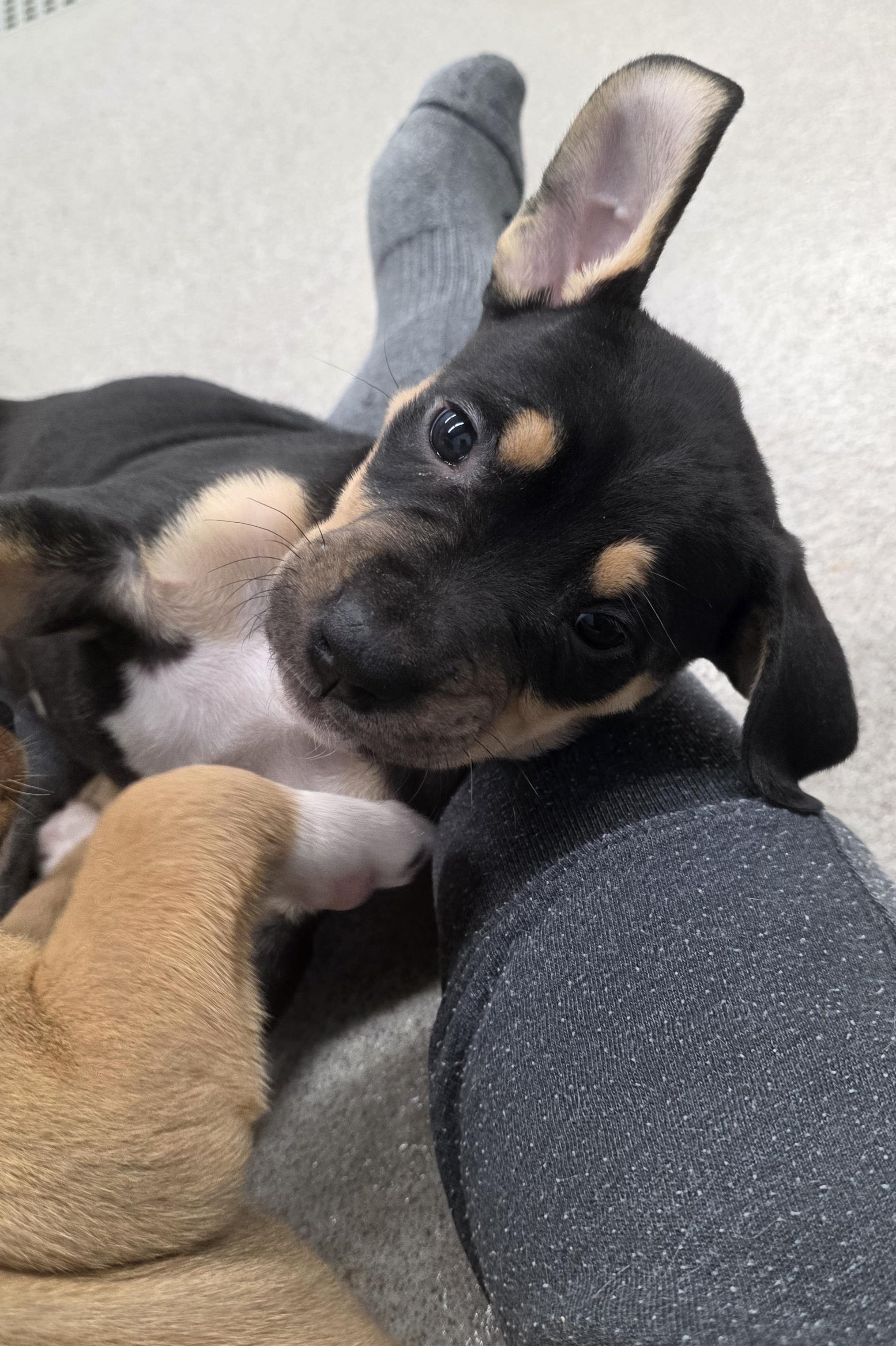 Enlarge Rent, an adopted Mixed Breed in Wayne, NJ image 3/5