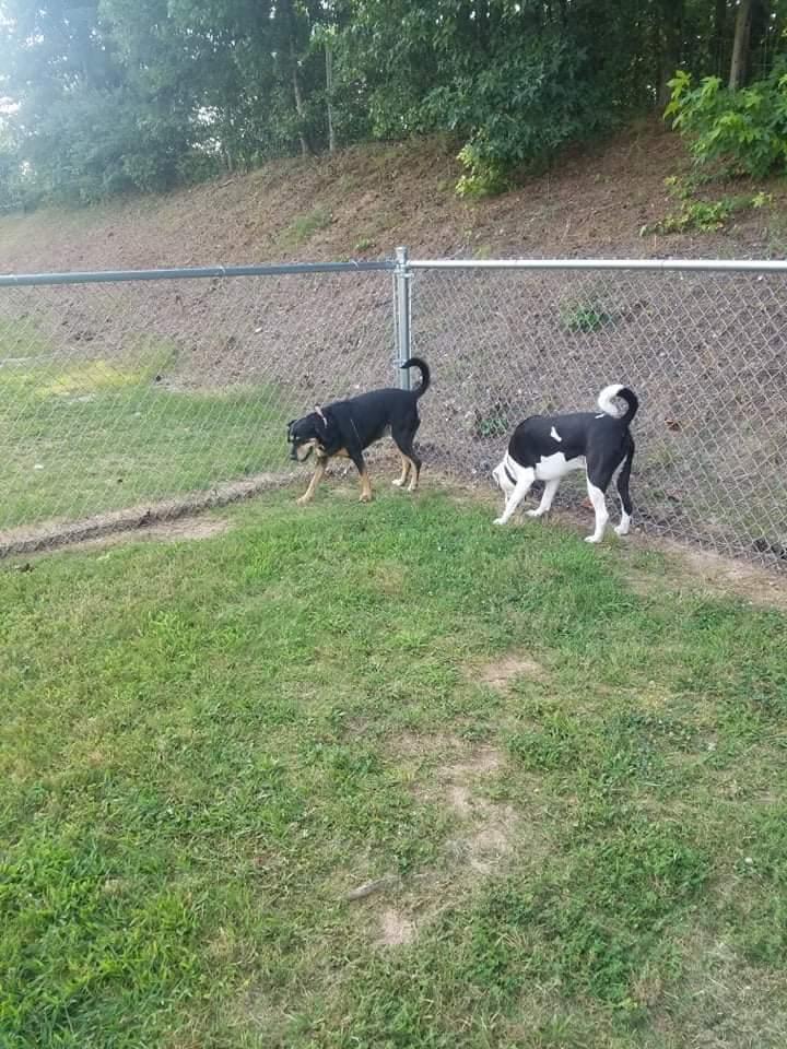 Enlarge Roo, a Adoptable mixed breed in Douglasville, GA image 2/4