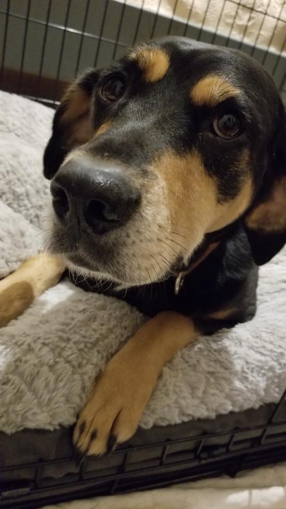 Roo, a Adoptable mixed breed in Douglasville, GA image 4/4