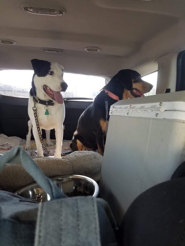 Roo, Adoptable, Senior Female Black and Tan Coonhound & Hound.