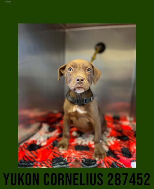 Enlarge YUKON CORNELIUS, a Adoptable Mixed Breed in Macon, GA image 1/1