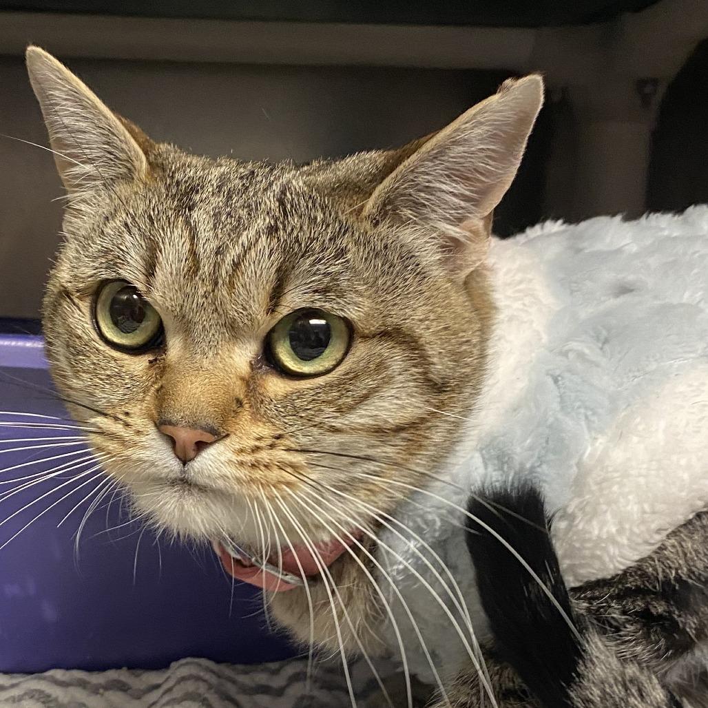 Enlarge Mitty C26-008, a Adoptable Domestic Short Hair in Elbow Lake, MN image 1/3