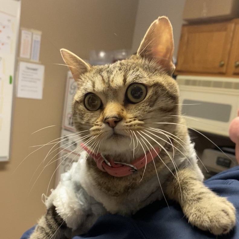 Enlarge Mitty C26-008, a Adoptable Domestic Short Hair in Elbow Lake, MN image 2/3