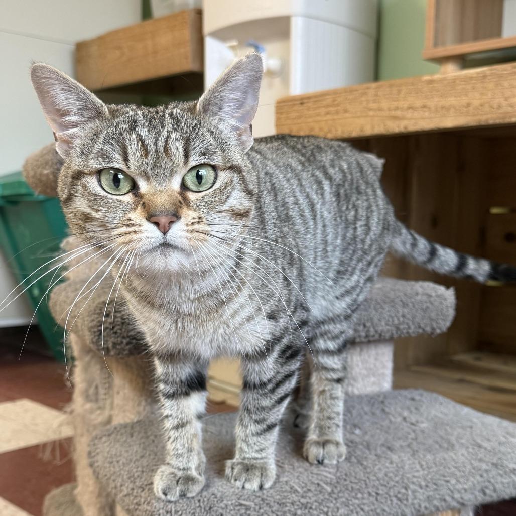 Enlarge Mitty C26-008, a Adoptable Domestic Short Hair in Elbow Lake, MN image 3/4