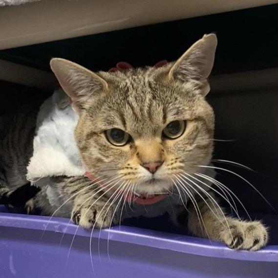 Enlarge Mitty C26-008, a Adoptable Domestic Short Hair in Elbow Lake, MN image 3/3