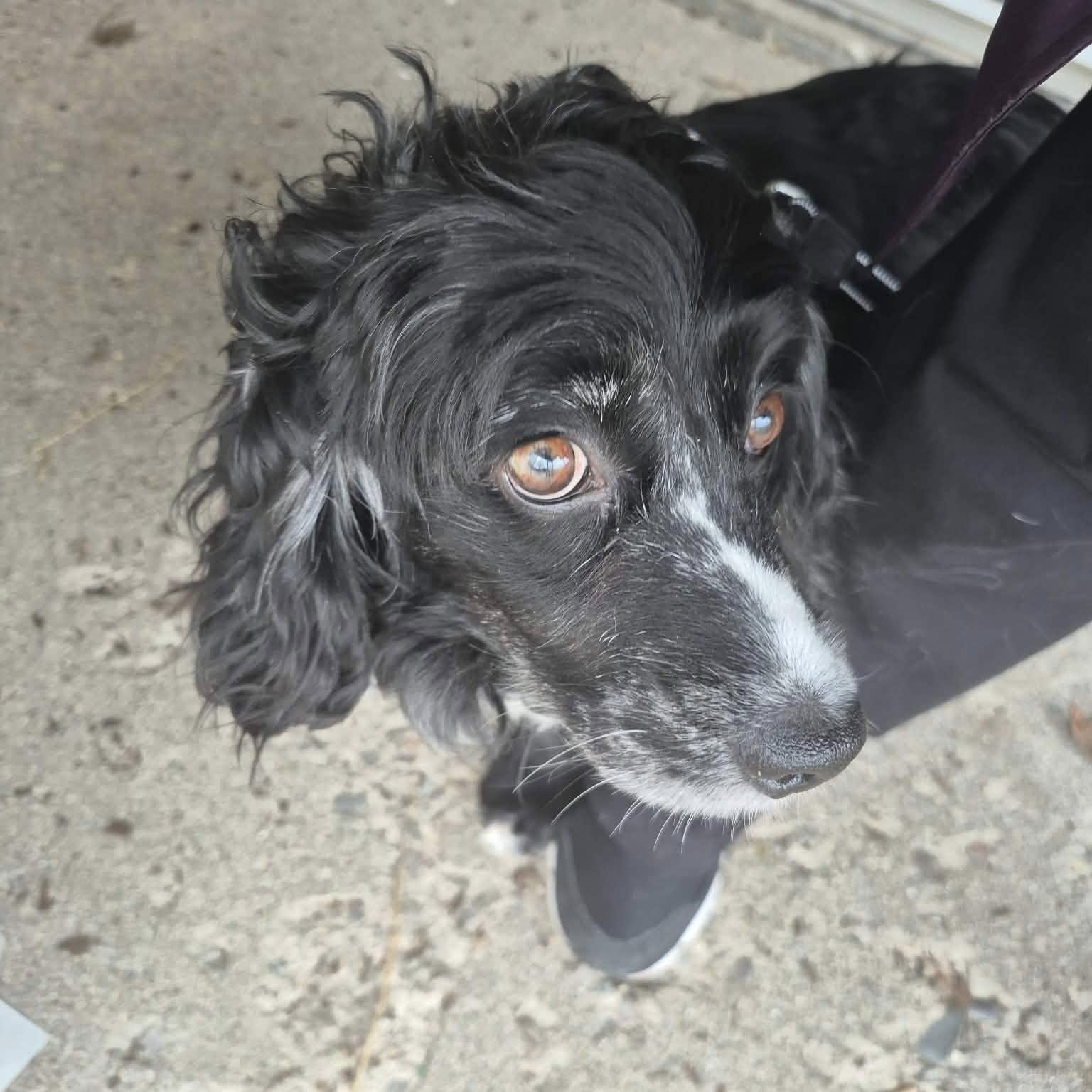 Enlarge Ember-American Cocker Spaniel female, a Adoptable Cocker Spaniel in ST JACOBS, ON image 4/6