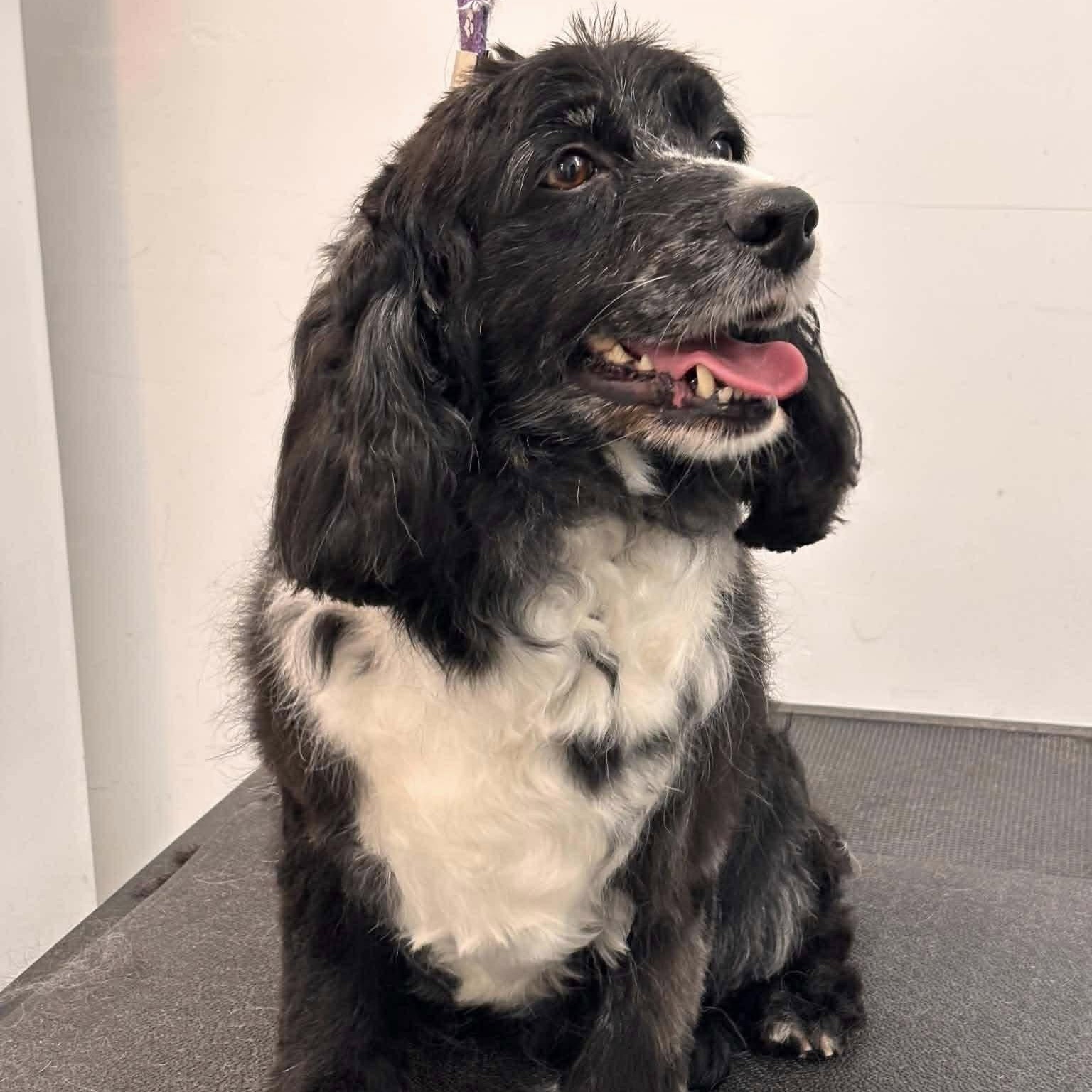Ember-American Cocker Spaniel female, Adoptable, Adult Female Cocker Spaniel.