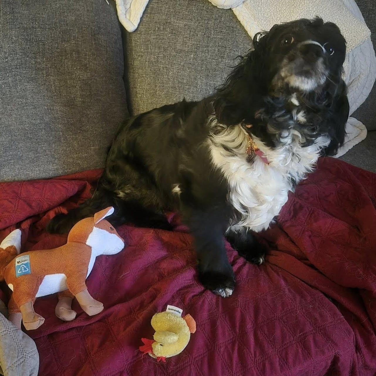 Enlarge Ember-American Cocker Spaniel female, a Adoptable Cocker Spaniel in ST JACOBS, ON image 6/6