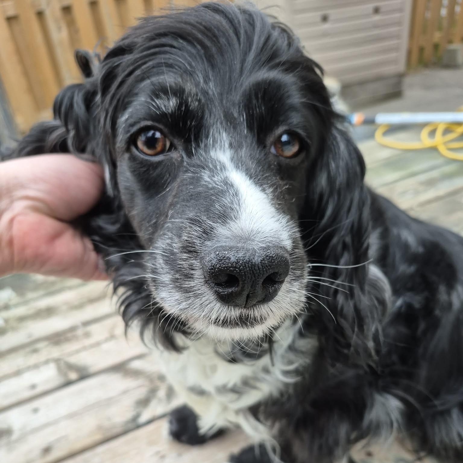 Enlarge Ember-American Cocker Spaniel female, a Adoptable Cocker Spaniel in ST JACOBS, ON image 3/6