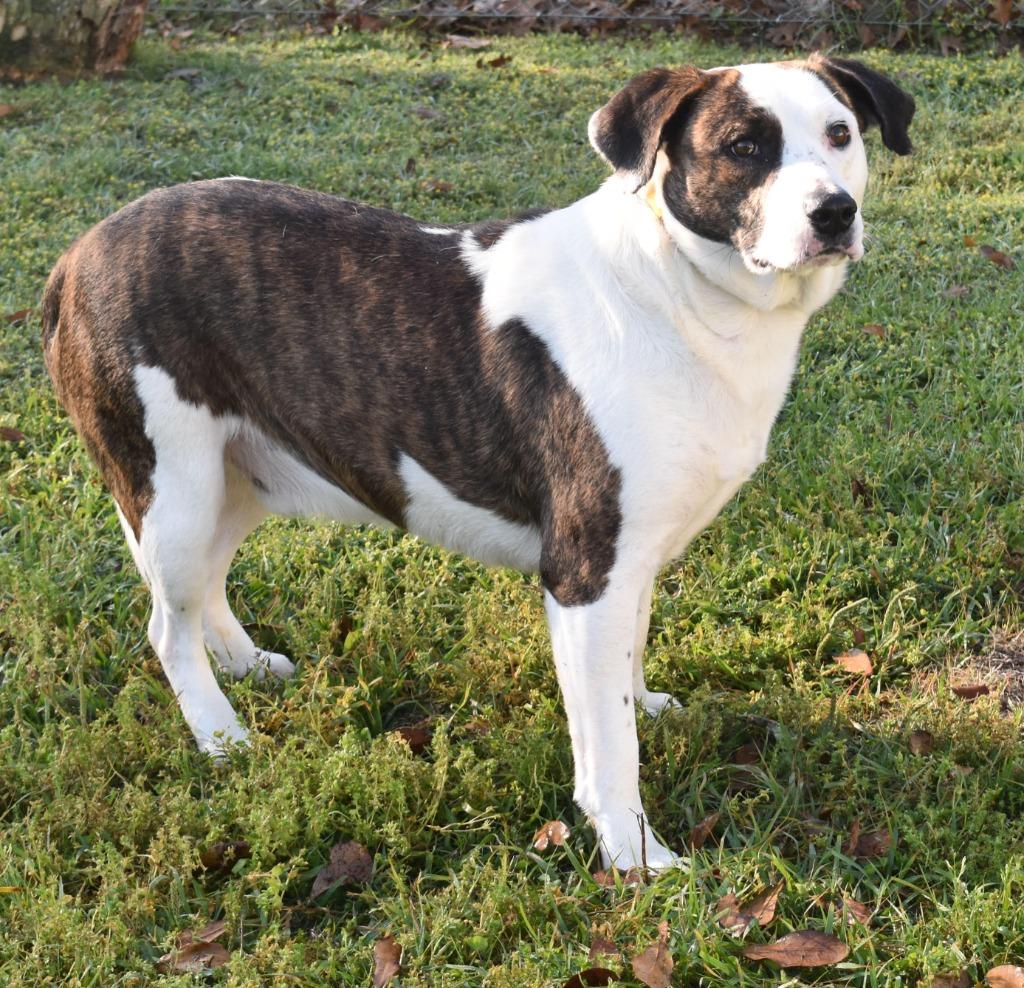 Enlarge Butters, a Adoptable mixed breed in Kingsland, GA image 2/6