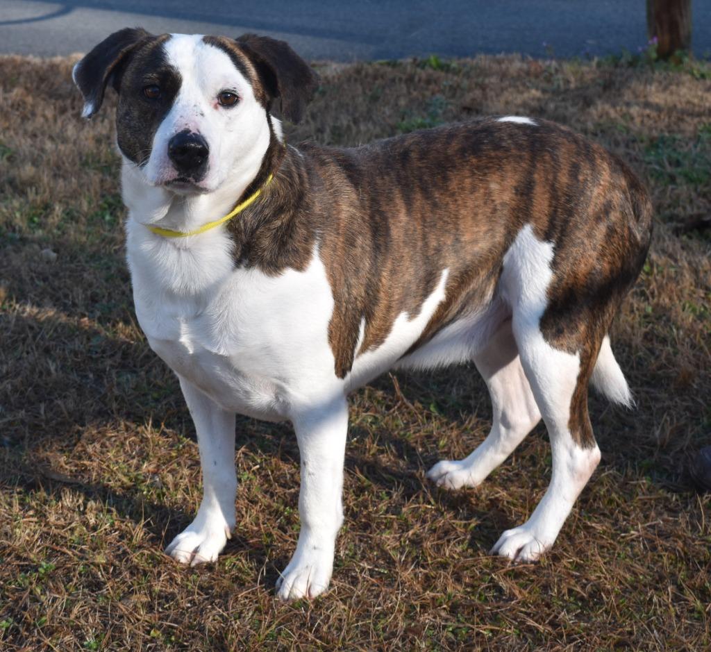 Butters, a Adoptable mixed breed in Kingsland, GA image 2/4