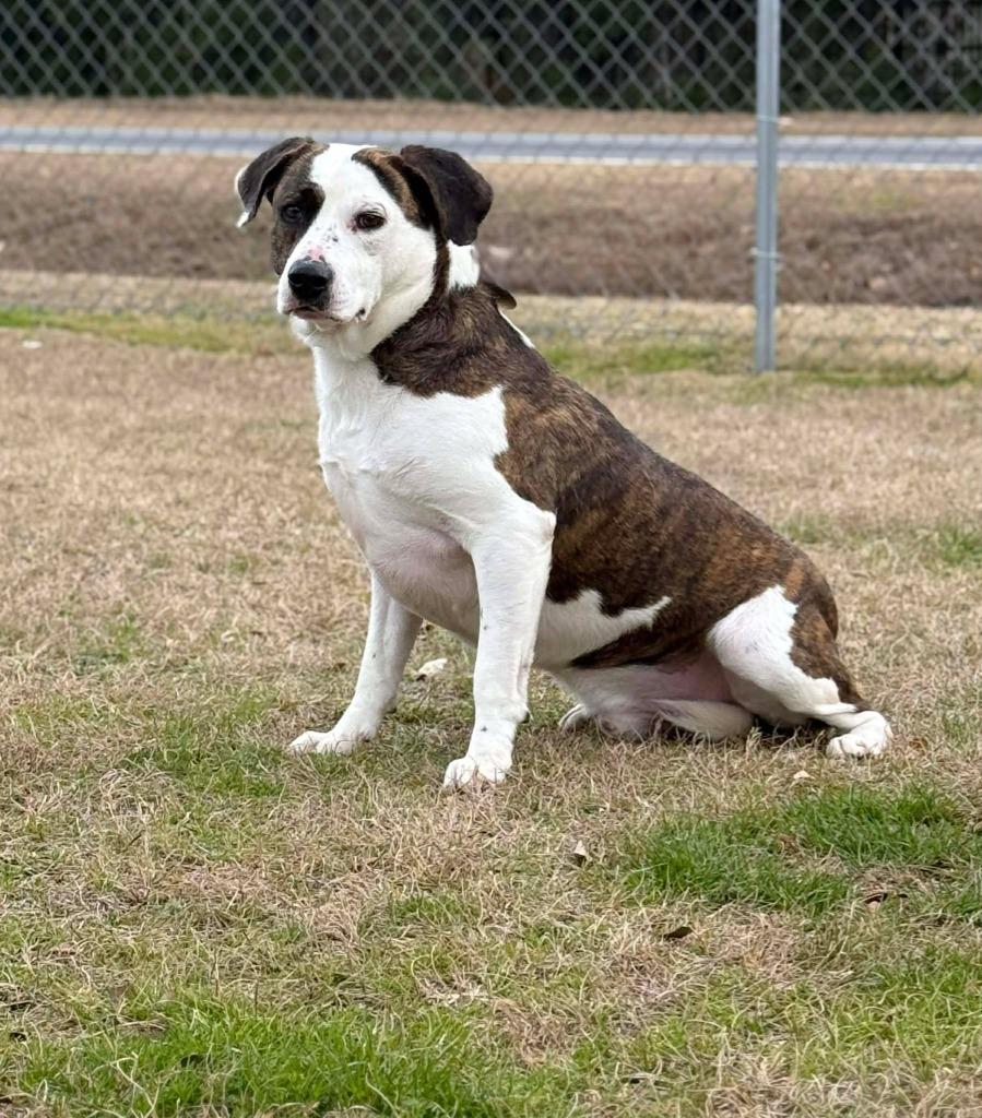 Butters, a Adoptable mixed breed in Kingsland, GA image 3/4
