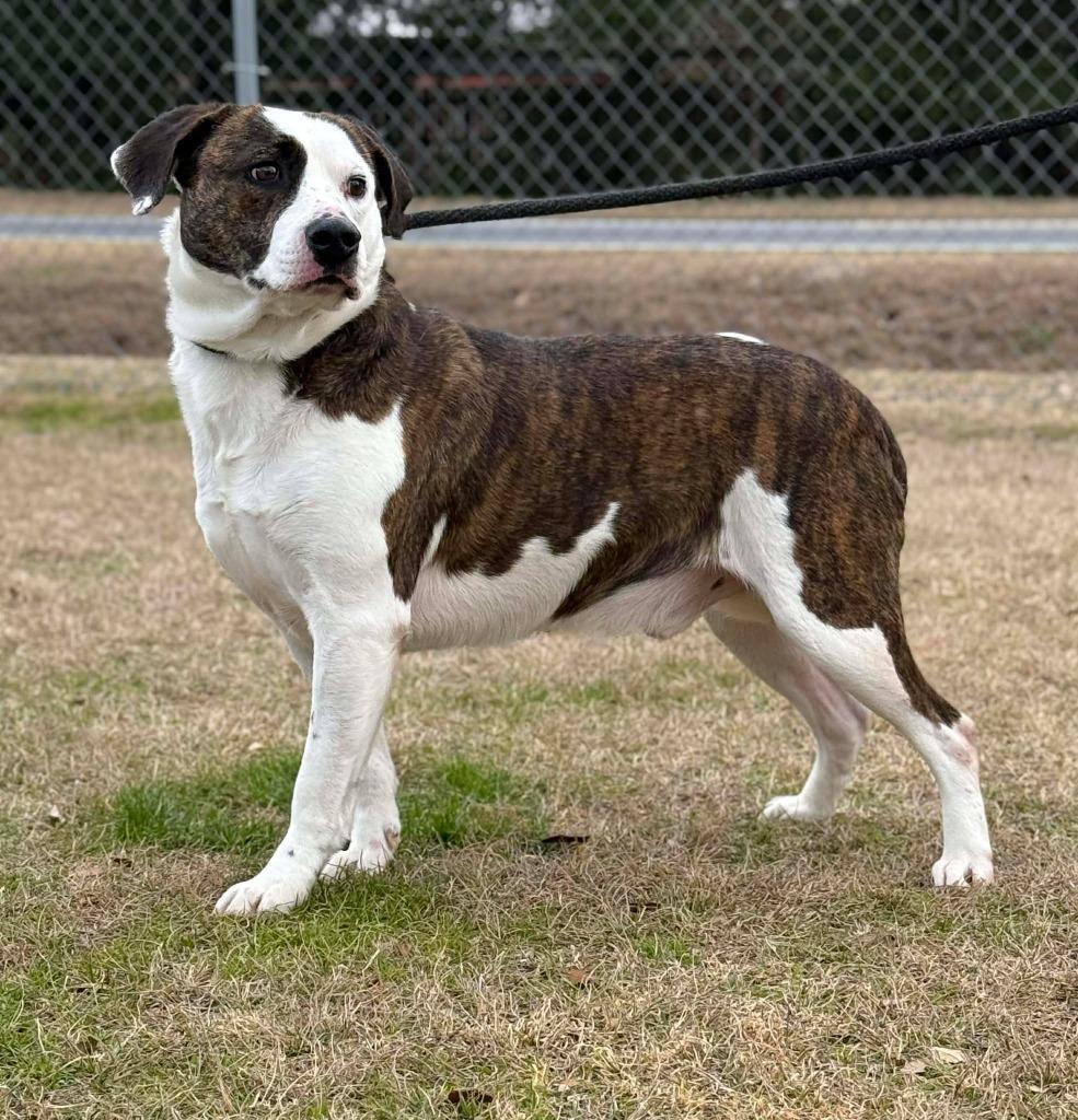 Butters, a Adoptable mixed breed in Kingsland, GA image 4/4